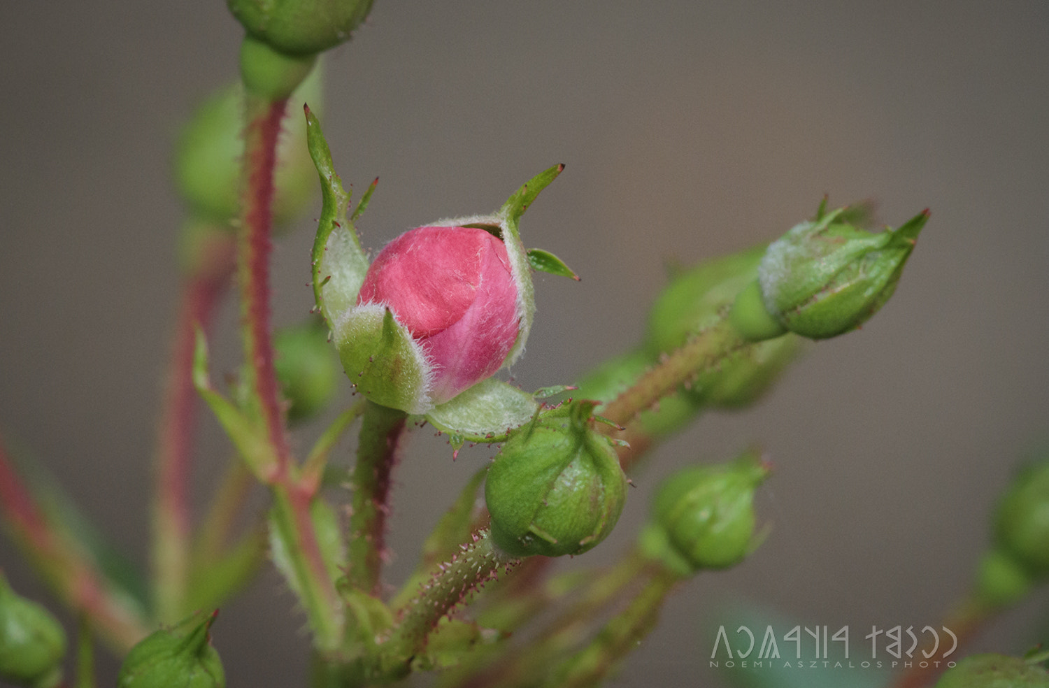 Canon EF 180mm F3.5L Macro USM sample photo. Opening photography