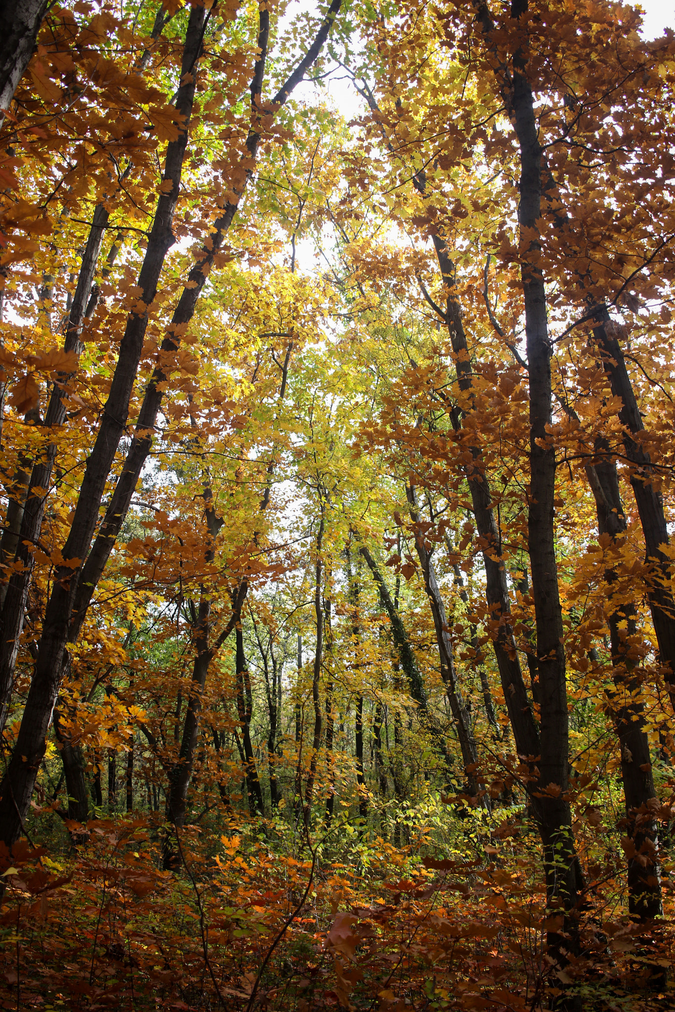 Canon EF-S 24mm F2.8 STM sample photo. In da wood photography