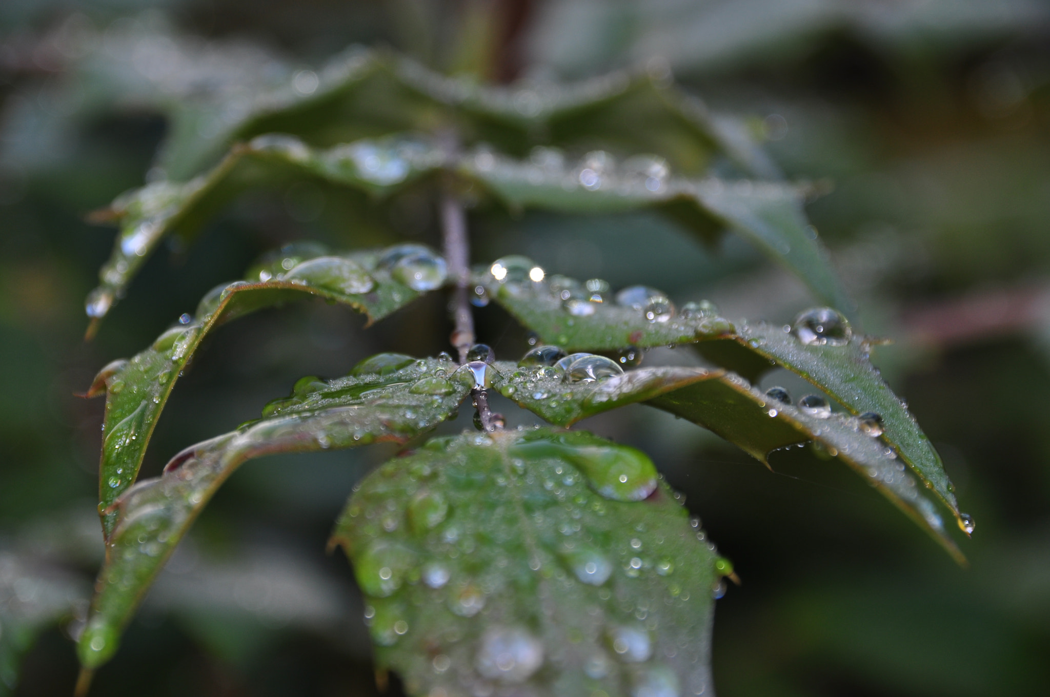 Nikon D90 + Sigma 18-200mm F3.5-6.3 DC sample photo. Drops photography