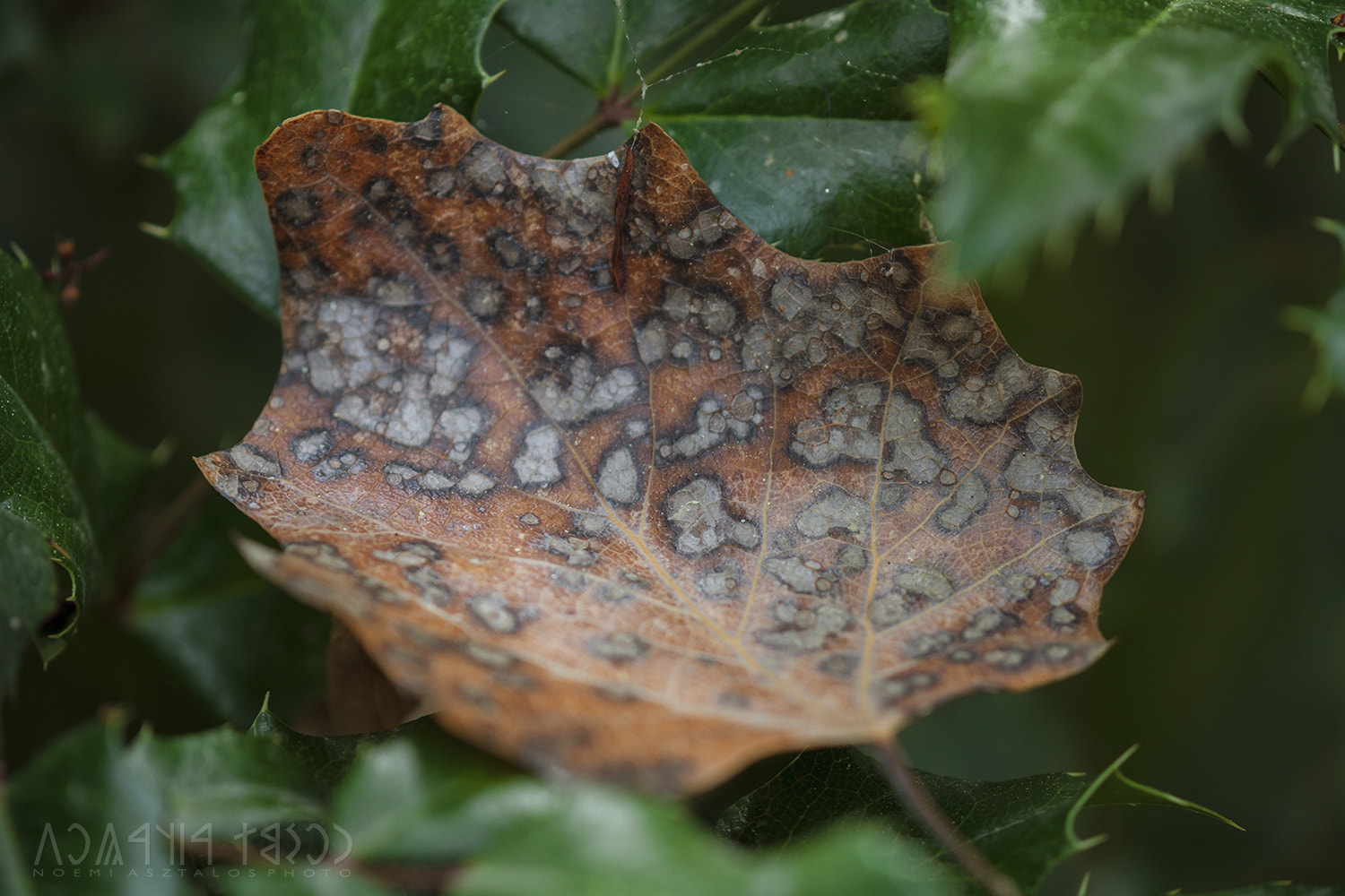 Canon EF 180mm F3.5L Macro USM sample photo. Spotted leaf photography