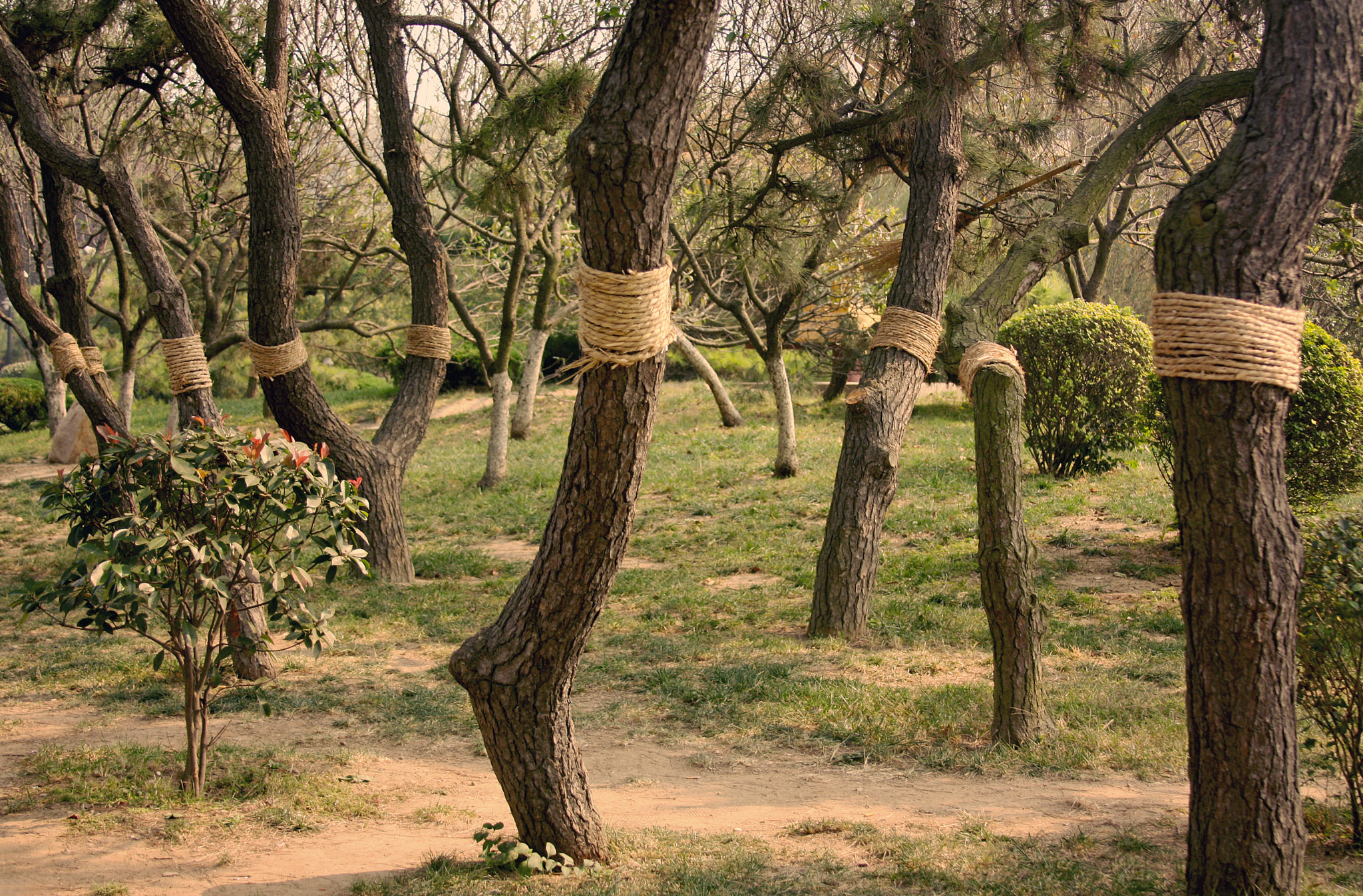 Canon EOS 450D (EOS Rebel XSi / EOS Kiss X2) sample photo. Rope photography