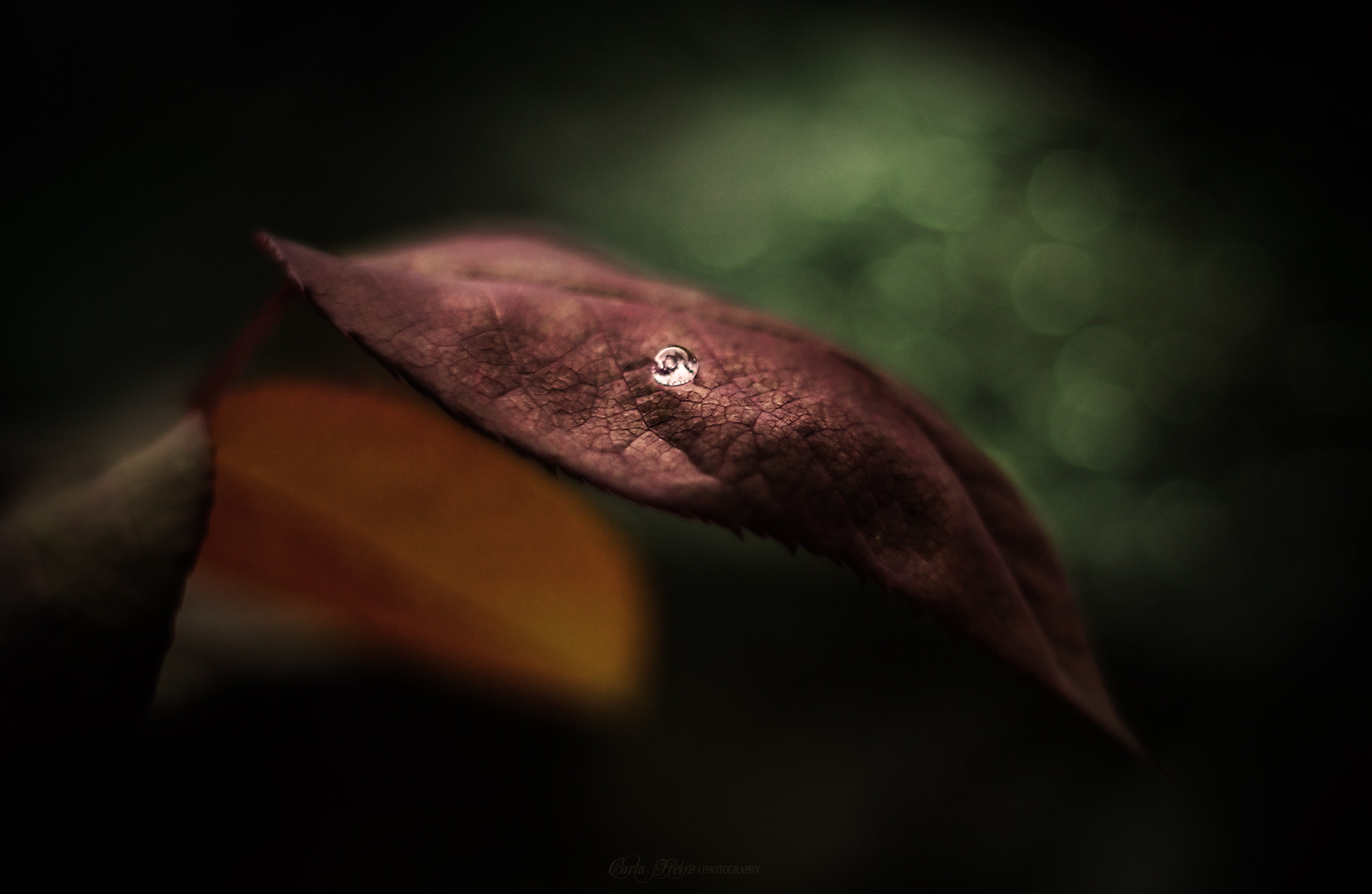Canon EF 35-80mm f/4-5.6 sample photo. The drop photography
