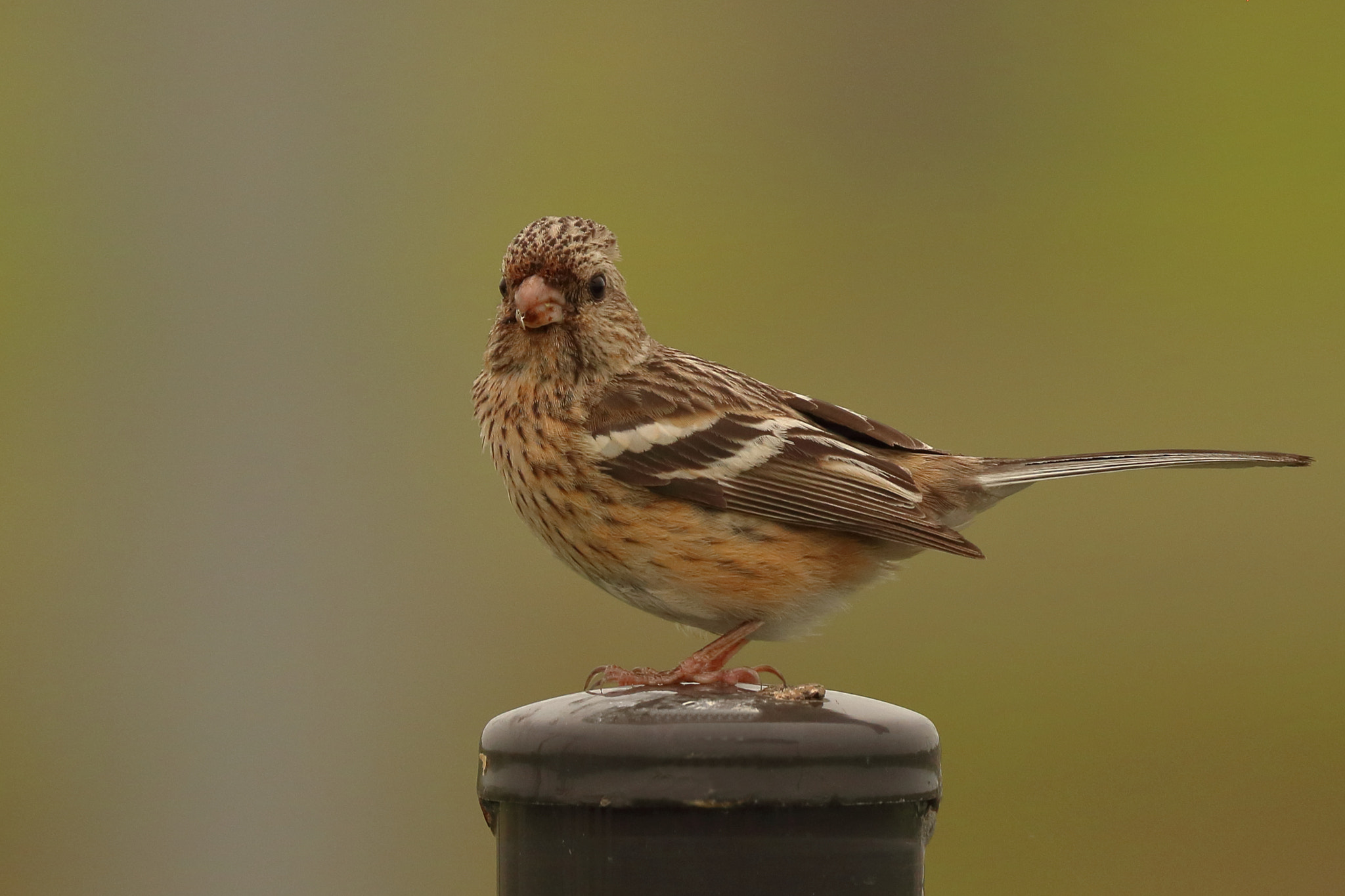 Canon EOS 750D (EOS Rebel T6i / EOS Kiss X8i) sample photo. Long tailed rosefinch photography