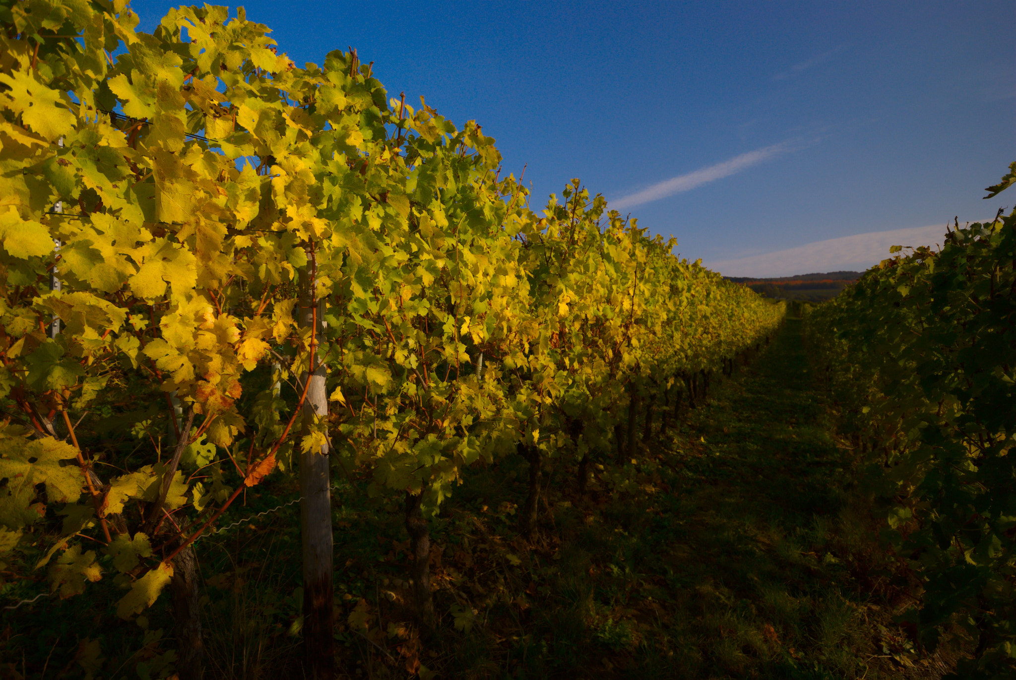 Sigma 10-20mm F4-5.6 EX DC HSM sample photo. Vineyards photography