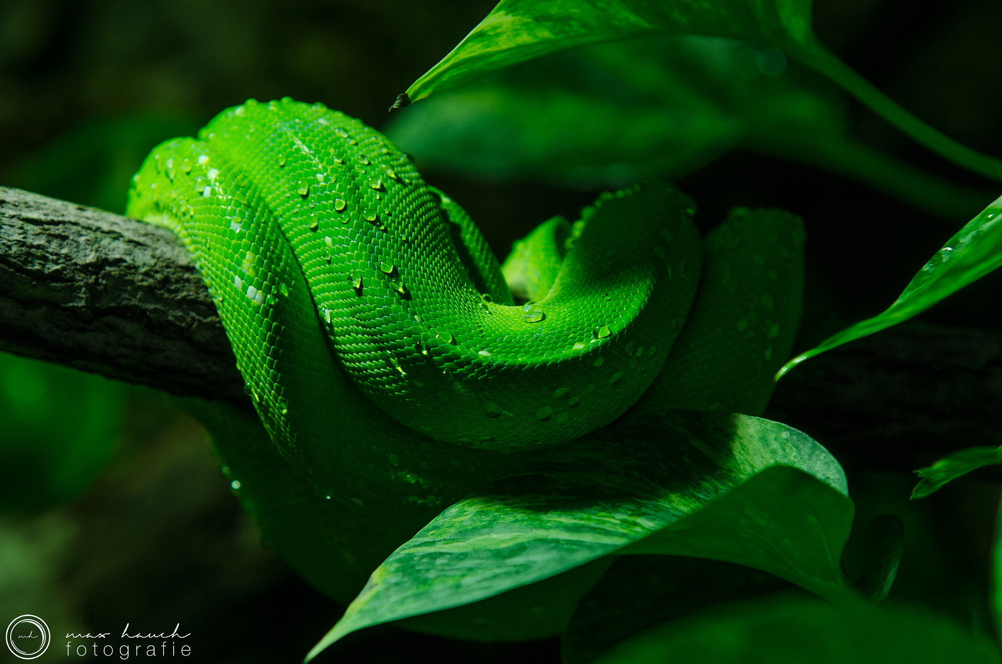 Sigma 70-200mm F2.8 EX DG Macro HSM II sample photo. Grüner baumpython photography