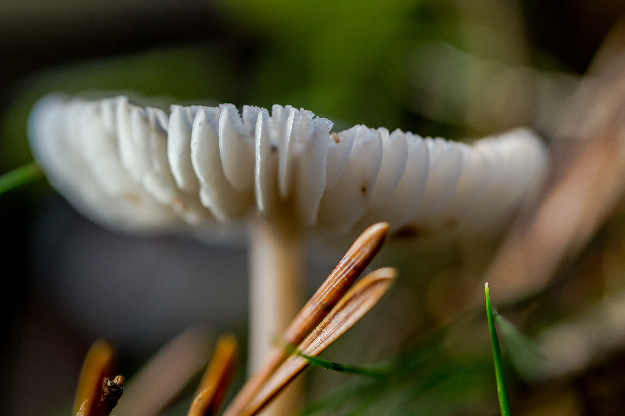 Canon EF-S 60mm F2.8 Macro USM sample photo. Mushroom in art photography