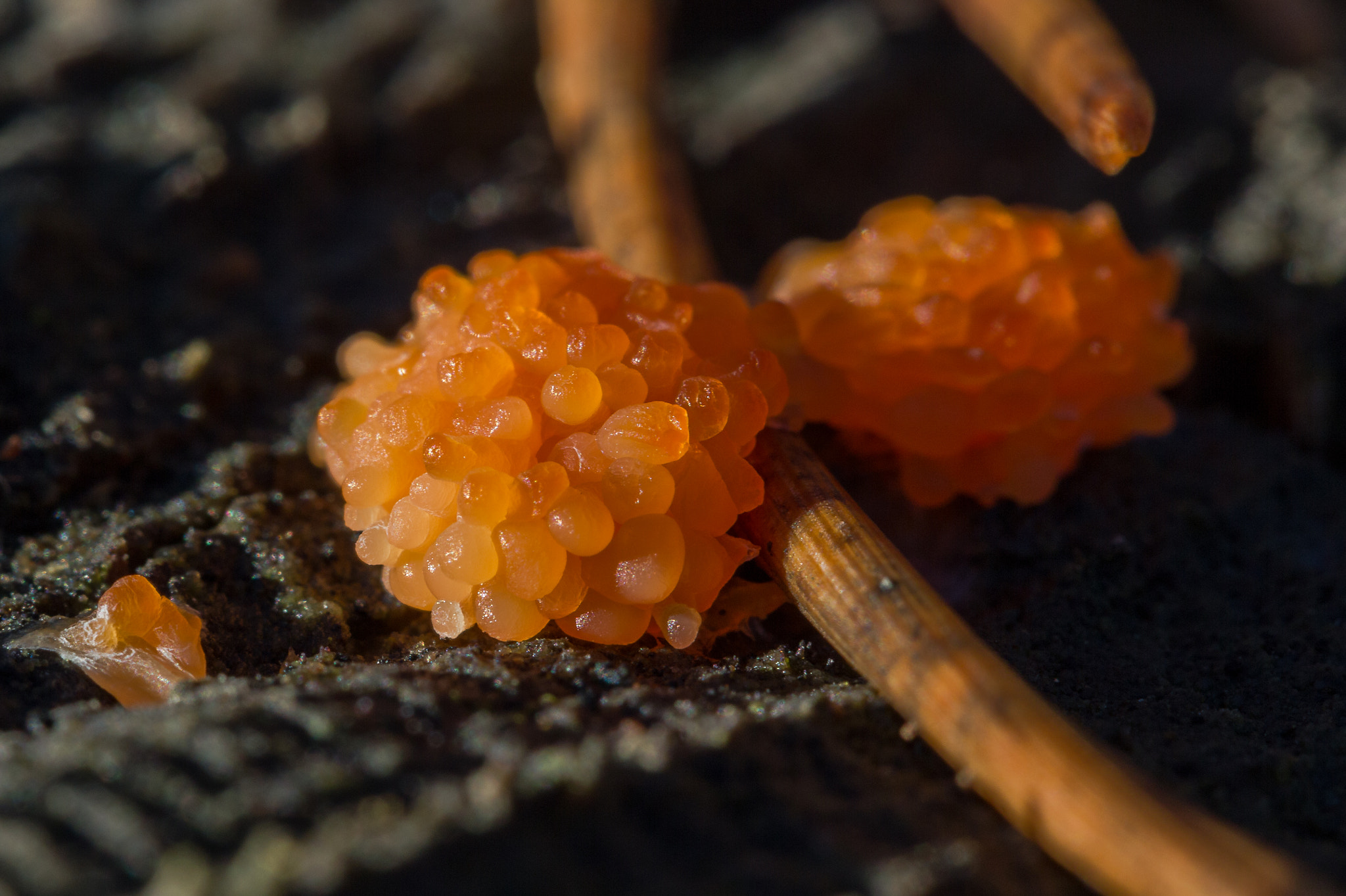 Canon EF-S 60mm F2.8 Macro USM sample photo. Mushroom like a gem photography