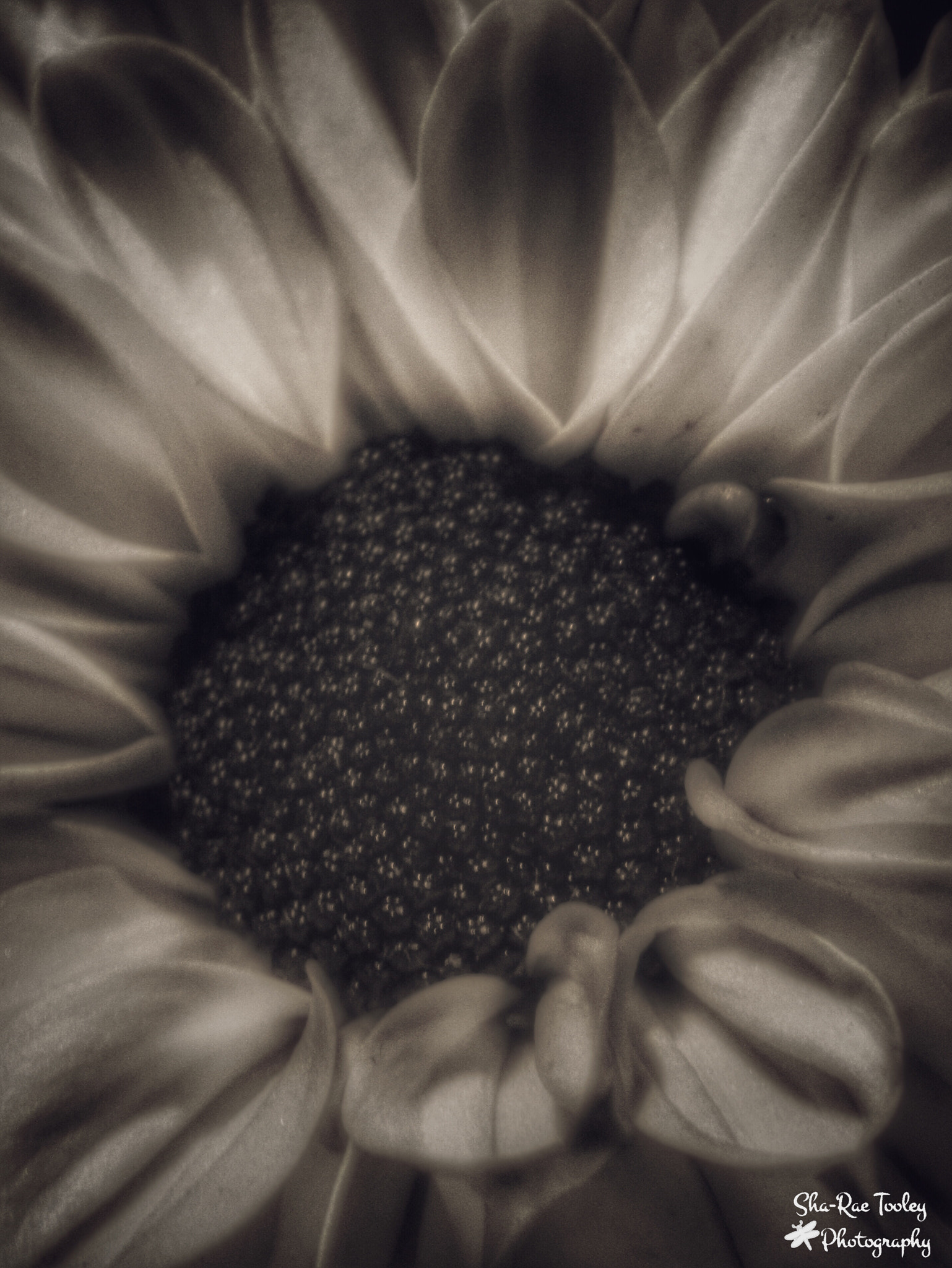 Canon EF-S 60mm F2.8 Macro USM sample photo. Petals photography