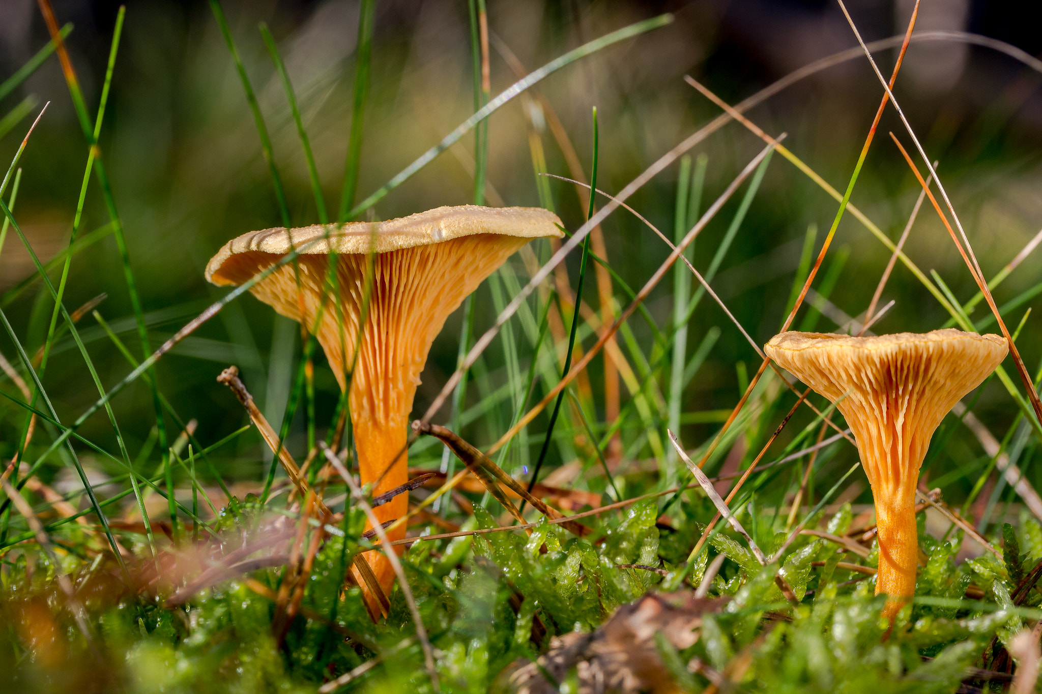 Canon EF-S 60mm F2.8 Macro USM sample photo. Wrong chanterelle photography