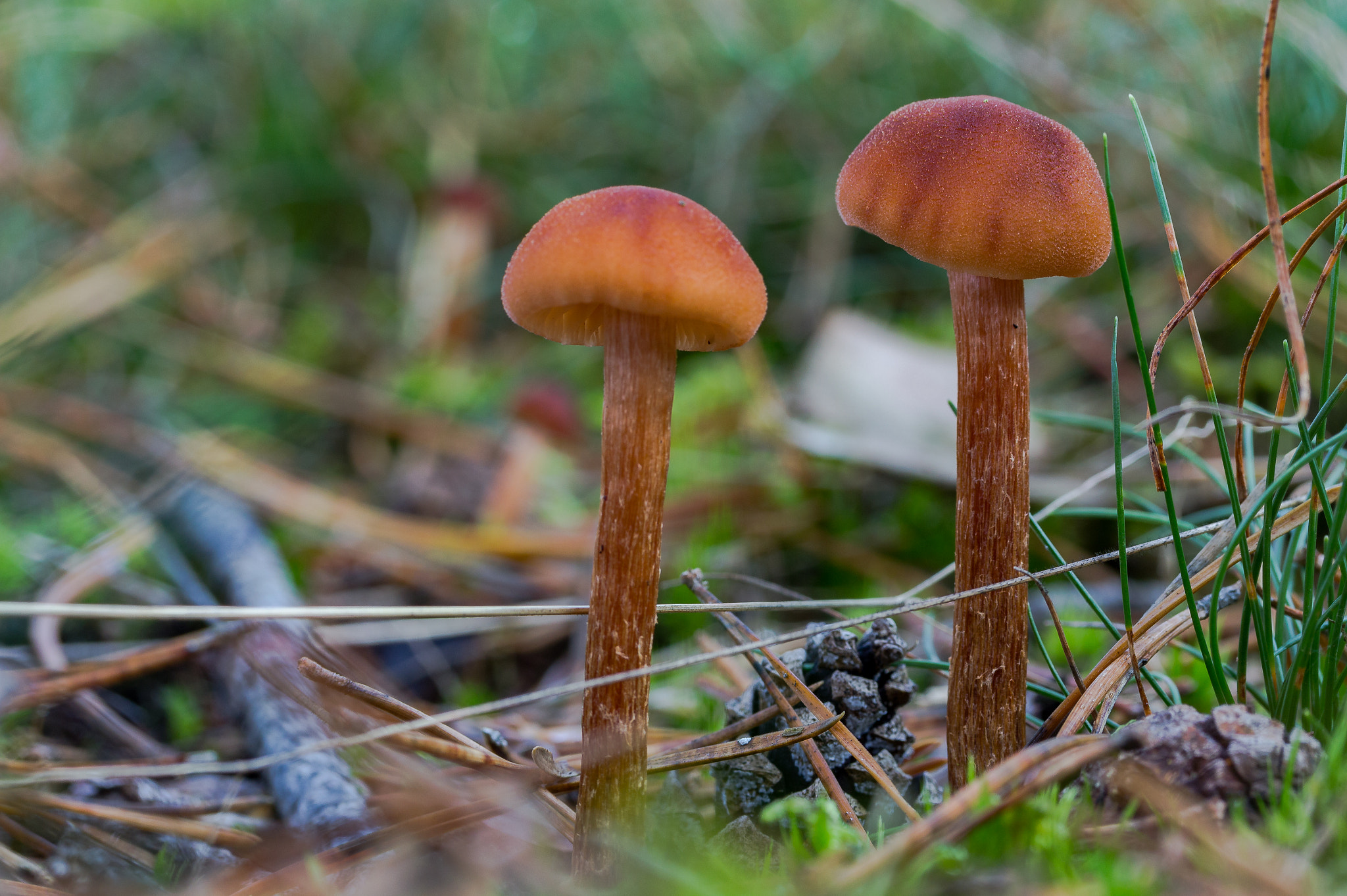 Canon EF-S 60mm F2.8 Macro USM sample photo. Mushroom not alone photography