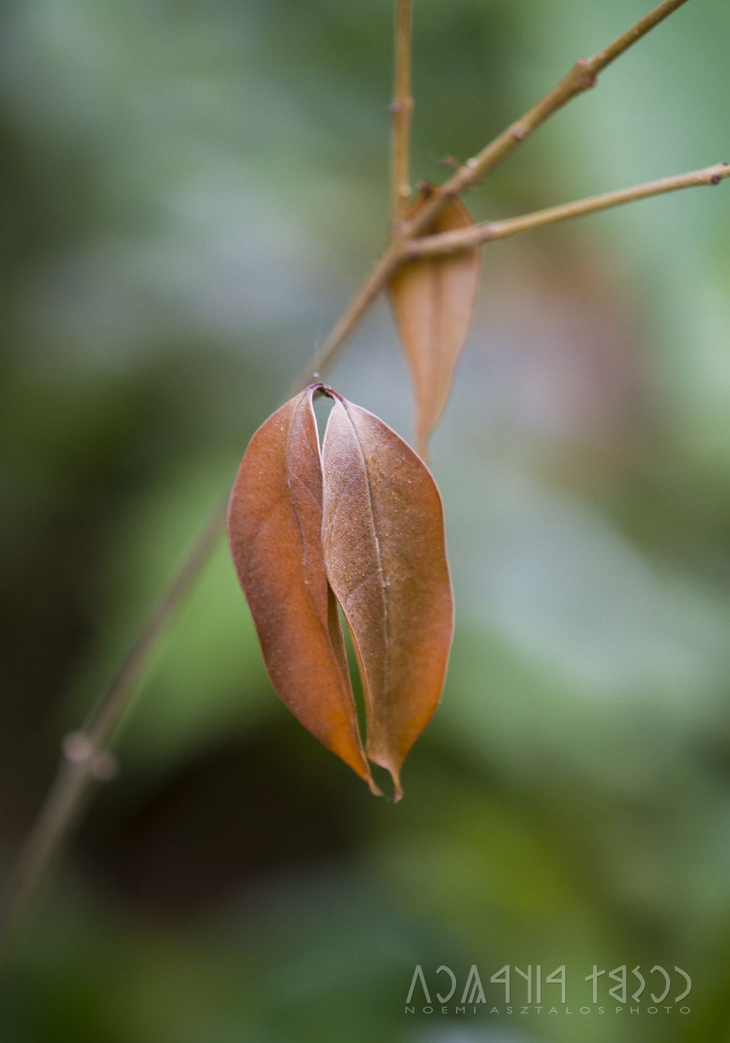 Canon EF 180mm F3.5L Macro USM sample photo. Holding on together photography