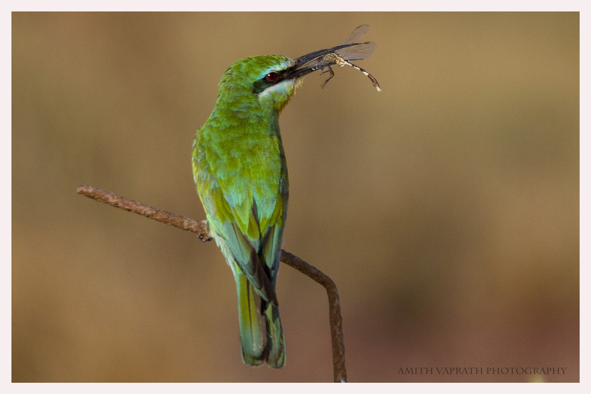 150-600mm F5-6.3 DG OS HSM | Sports 014 sample photo. Bee eater ... photography