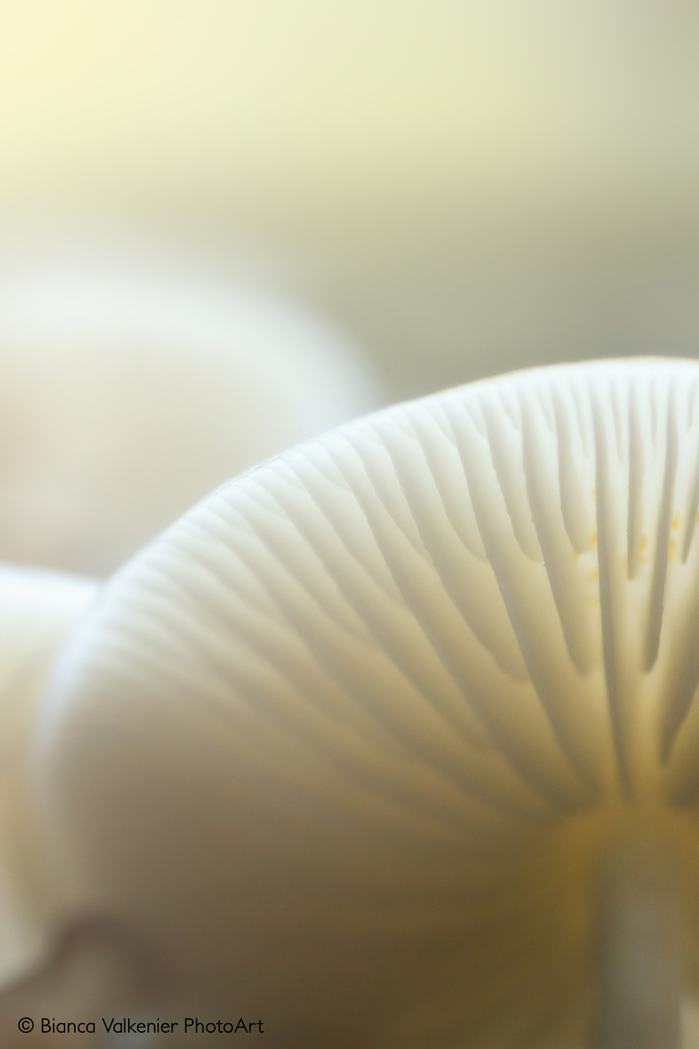 Sigma 150mm f/2.8 EX DG OS HSM APO Macro sample photo. Oudemansiella mucida (porcelain fungus) photography
