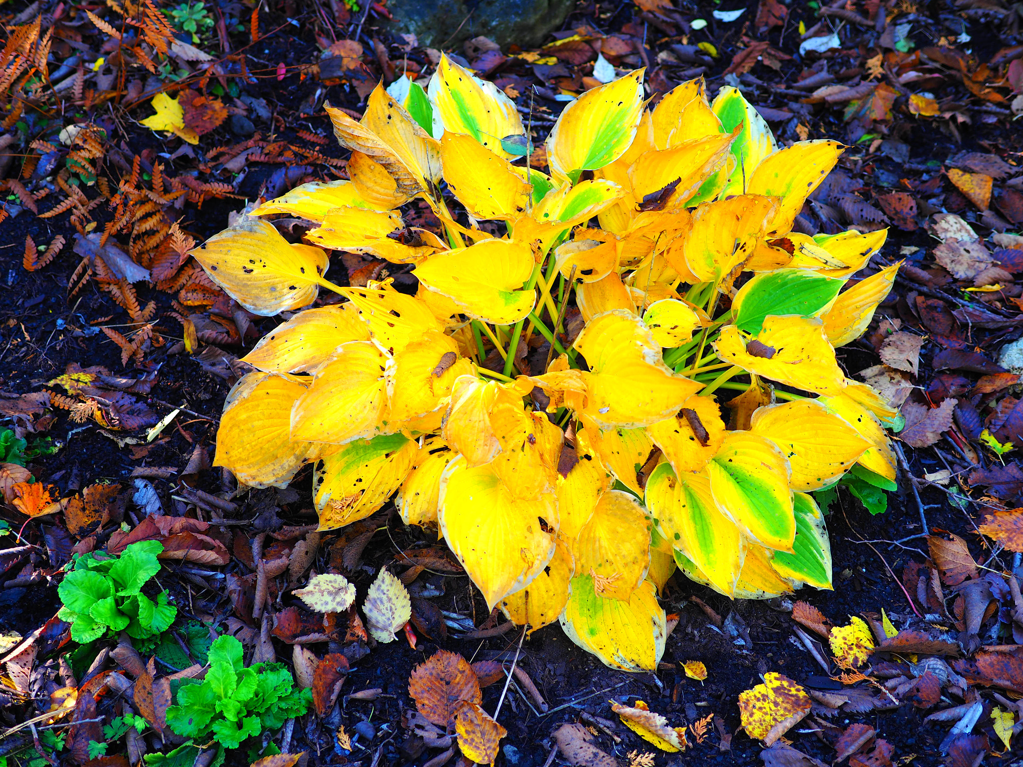 Olympus OM-D E-M5 II + Panasonic Leica DG Summilux 25mm F1.4 II ASPH sample photo. Fall colors photography