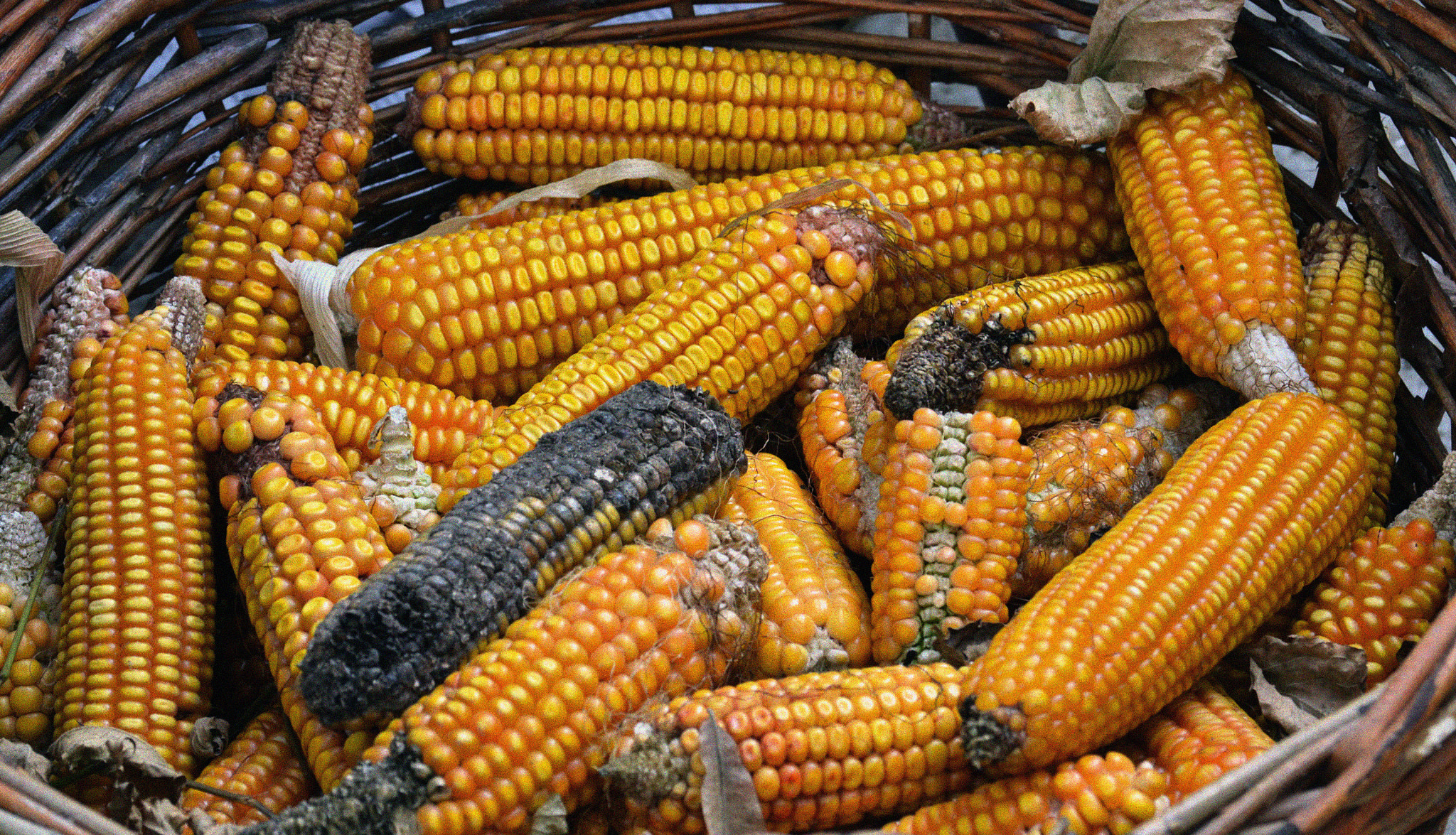 AF Zoom-Nikkor 35-135mm f/3.5-4.5 sample photo. Corn photography