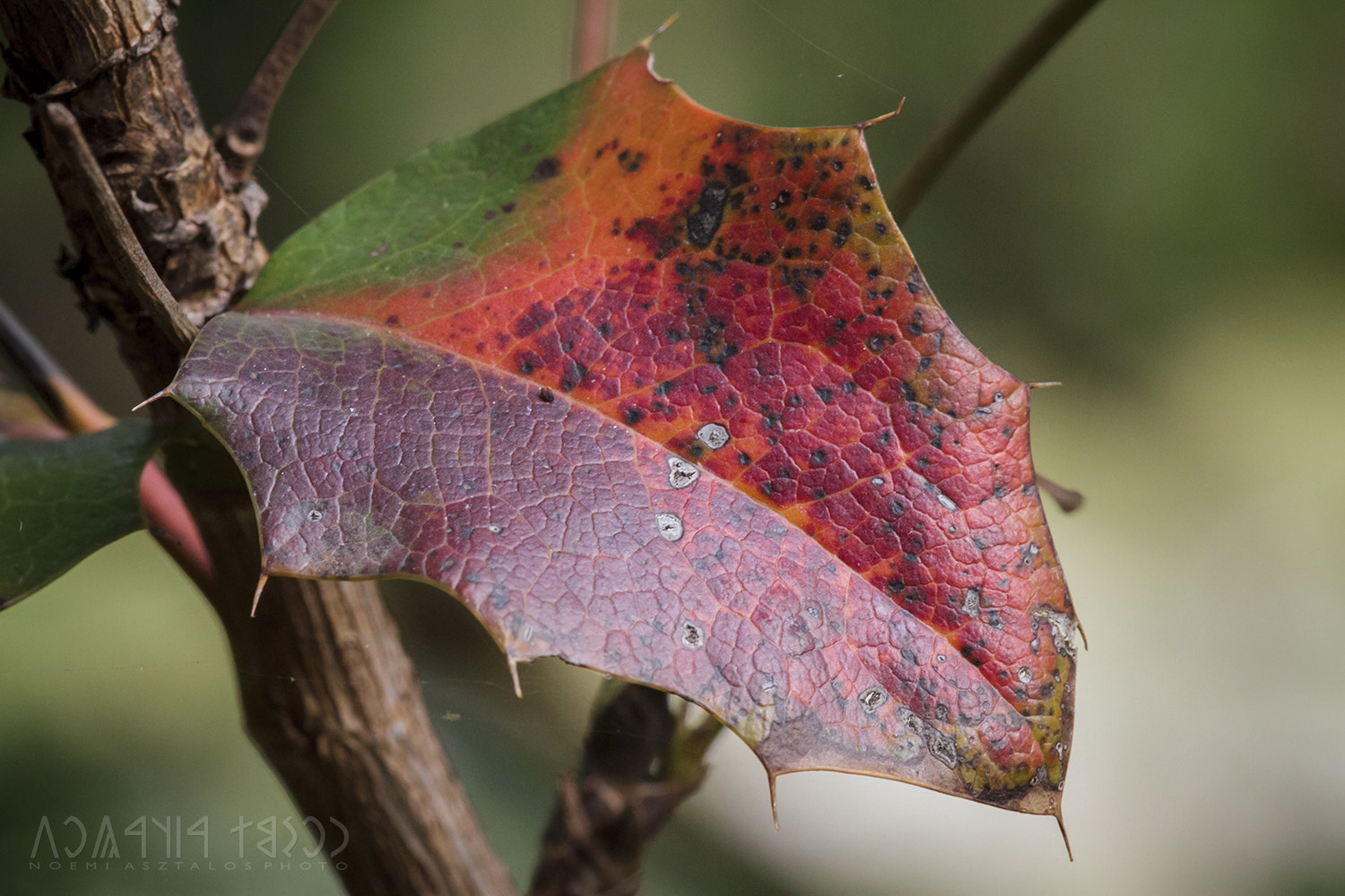 Canon EOS 7D sample photo. Autumn colours photography