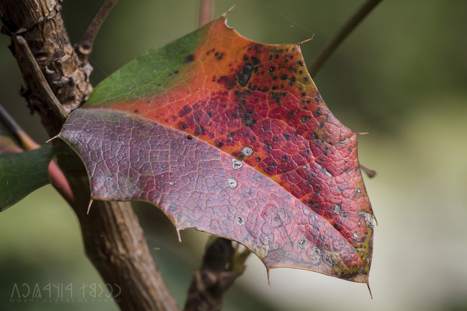 Canon EF 180mm F3.5L Macro USM sample photo. Autumn colours photography