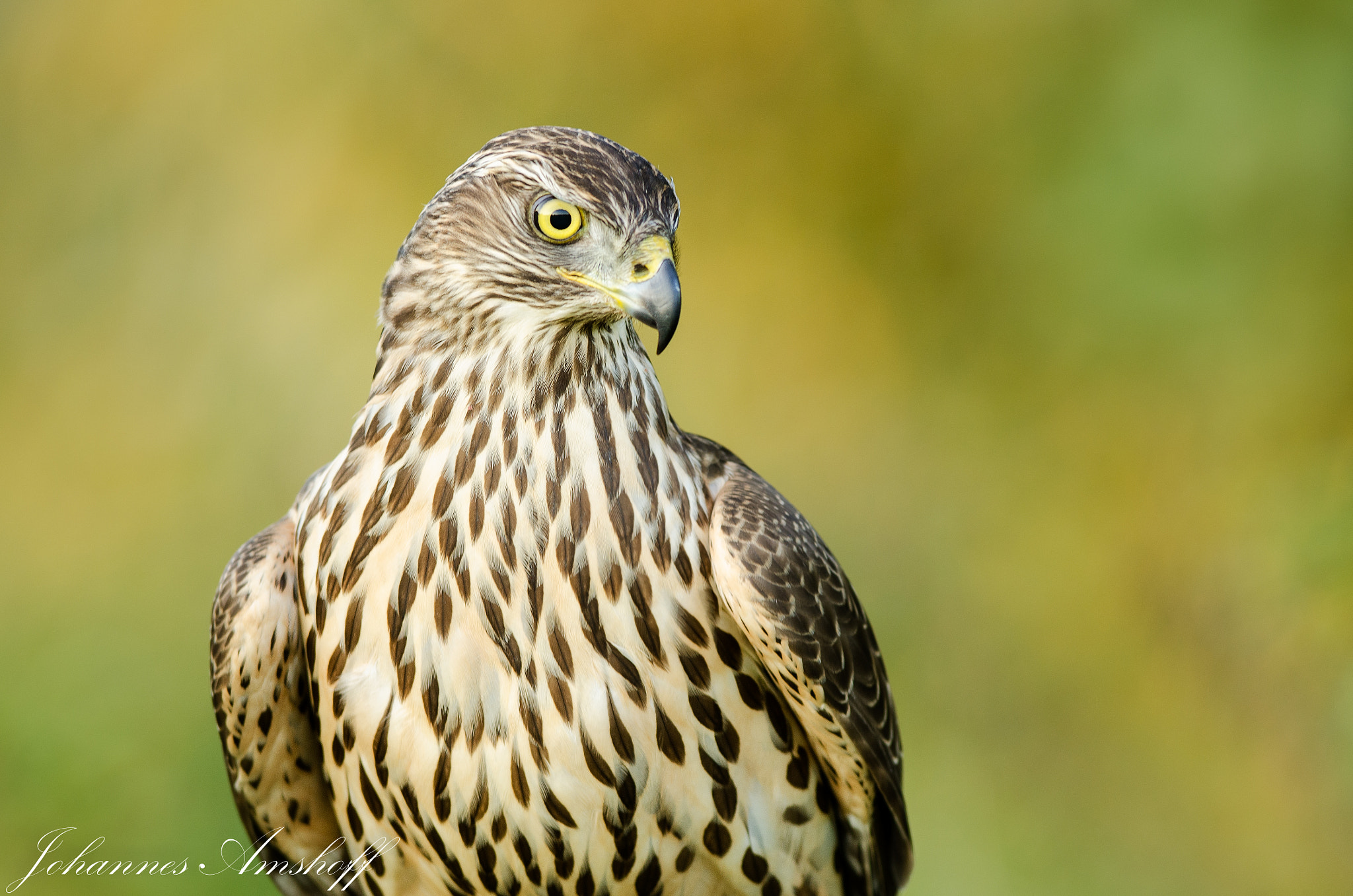 Nikon AF-S Nikkor 300mm F2.8G ED VR II sample photo. ~northern goshawk~ photography