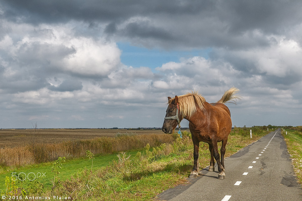Nikon AF-S Nikkor 24-70mm F2.8G ED sample photo. The hitchhiker photography
