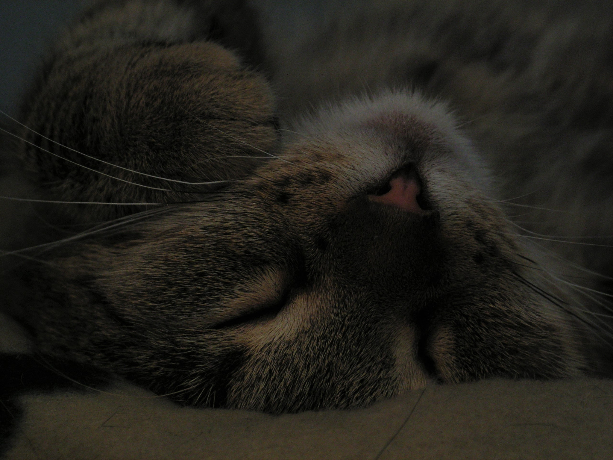 KONICA MINOLTA DiMAGE Z20 sample photo. Kitty photography