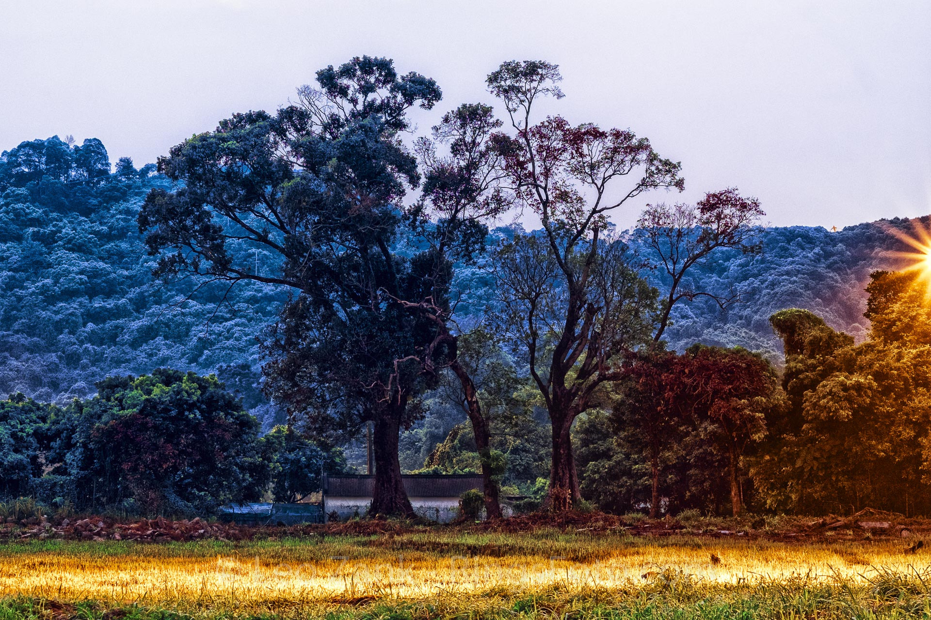 Fujifilm XF 56mm F1.2 R sample photo. Morning in the field photography
