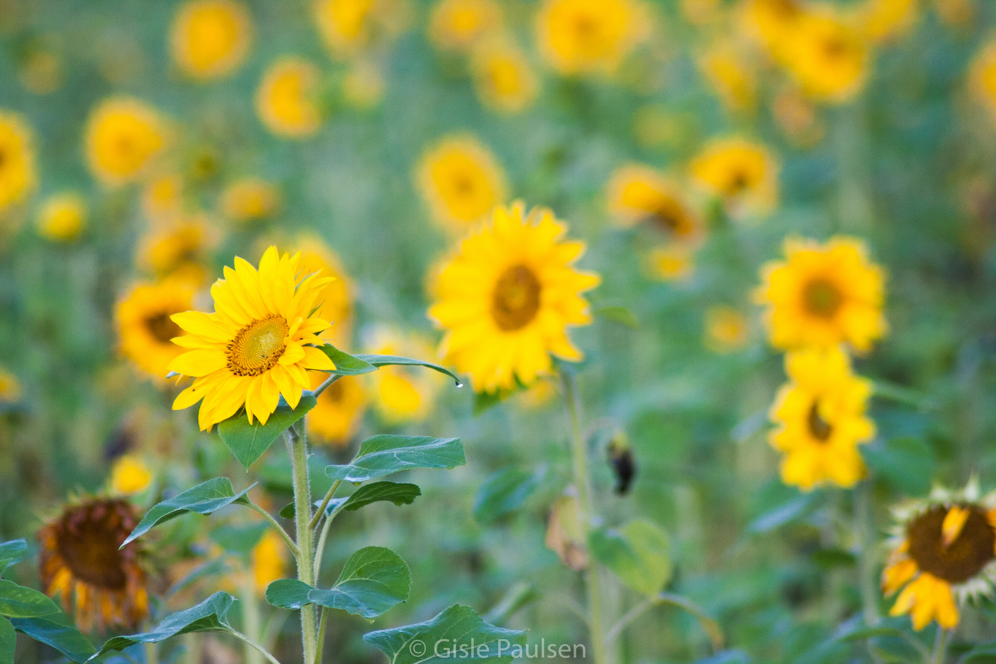 Canon EOS 40D + Tamron AF 70-300mm F4-5.6 Di LD Macro sample photo. Sunflowers photography