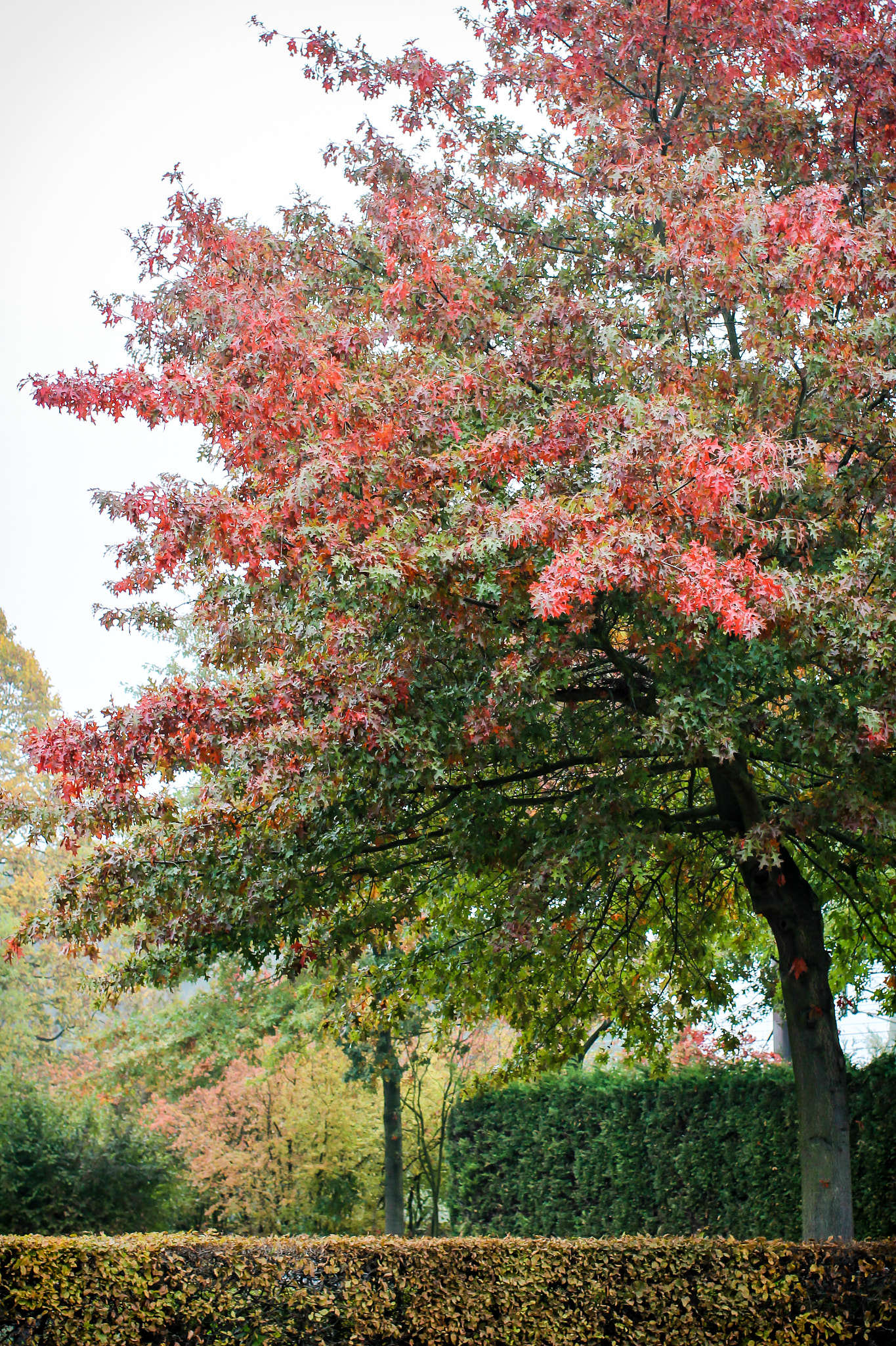 Canon EOS 600D (Rebel EOS T3i / EOS Kiss X5) + Canon EF 50mm F1.2L USM sample photo. Summer ends photography