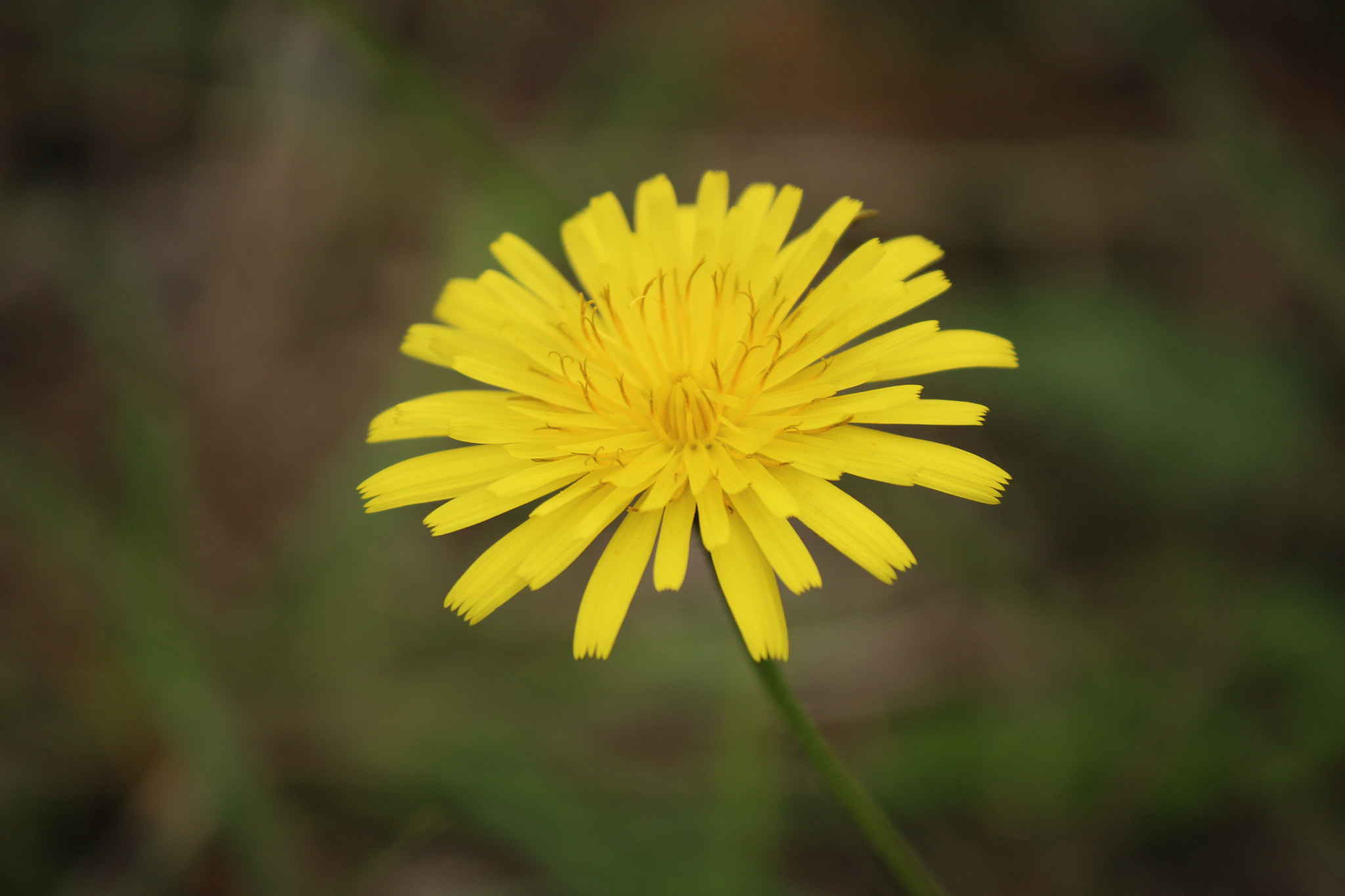 Canon EF-S 55-250mm F4-5.6 IS sample photo. Like a sunshine. photography