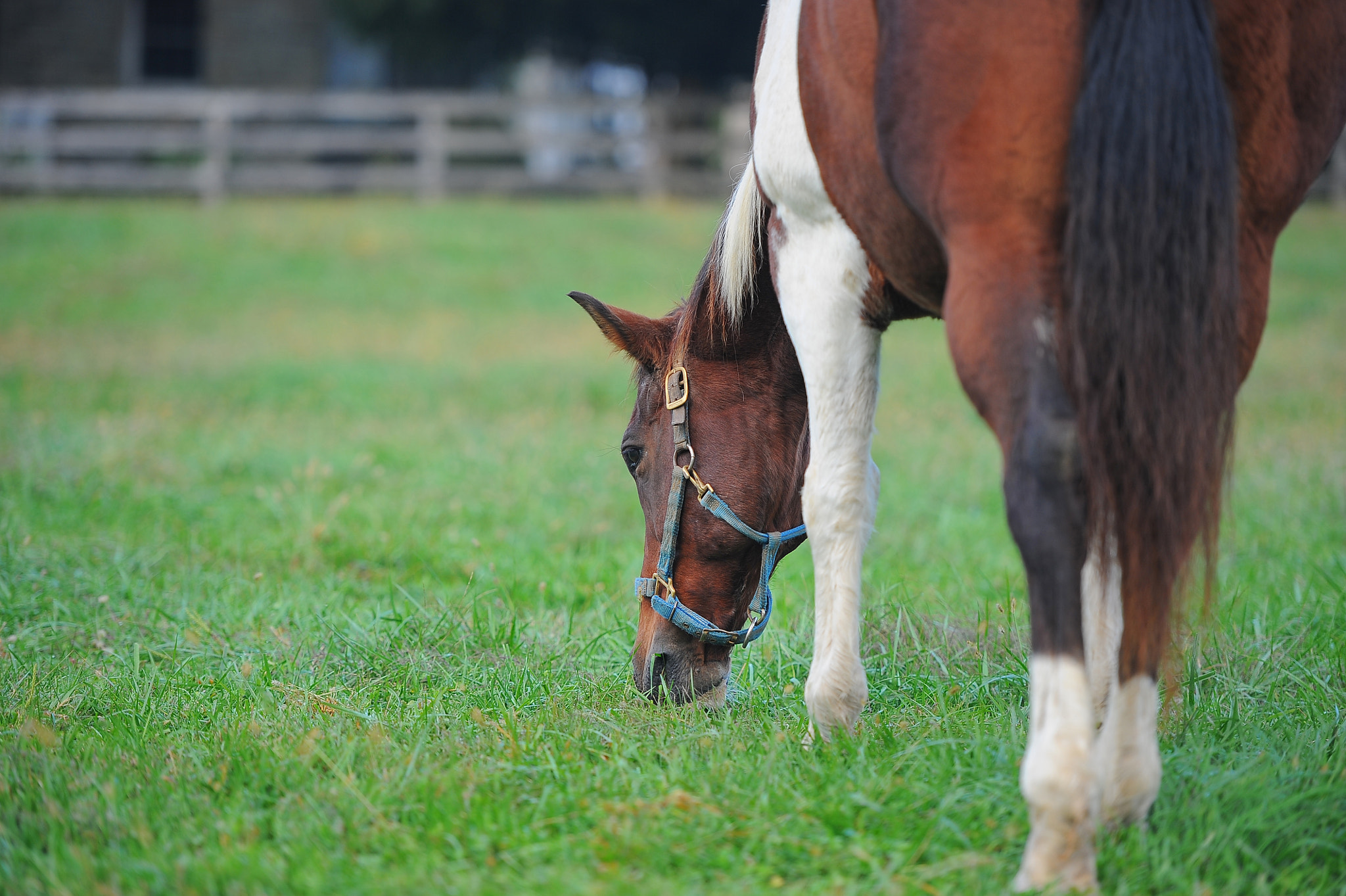 Nikon D3 sample photo. From behind photography