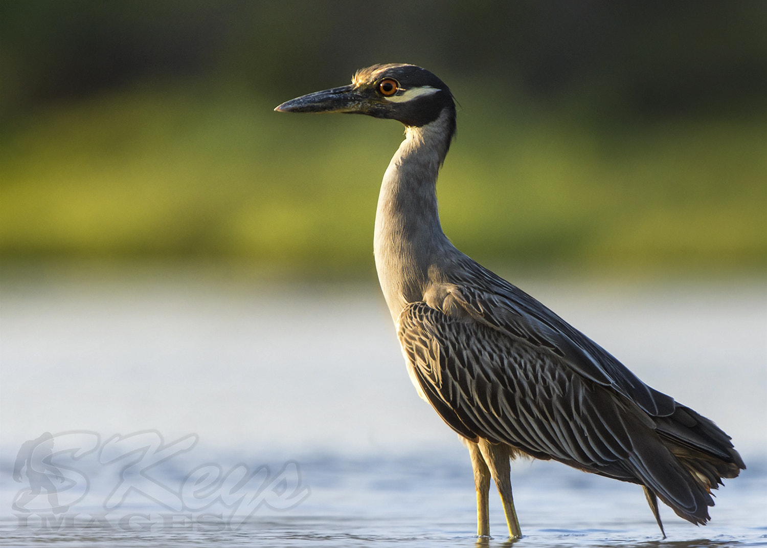Sigma 500mm F4.5 EX DG HSM sample photo. Sliver of light (yellow-crowned night heron) photography