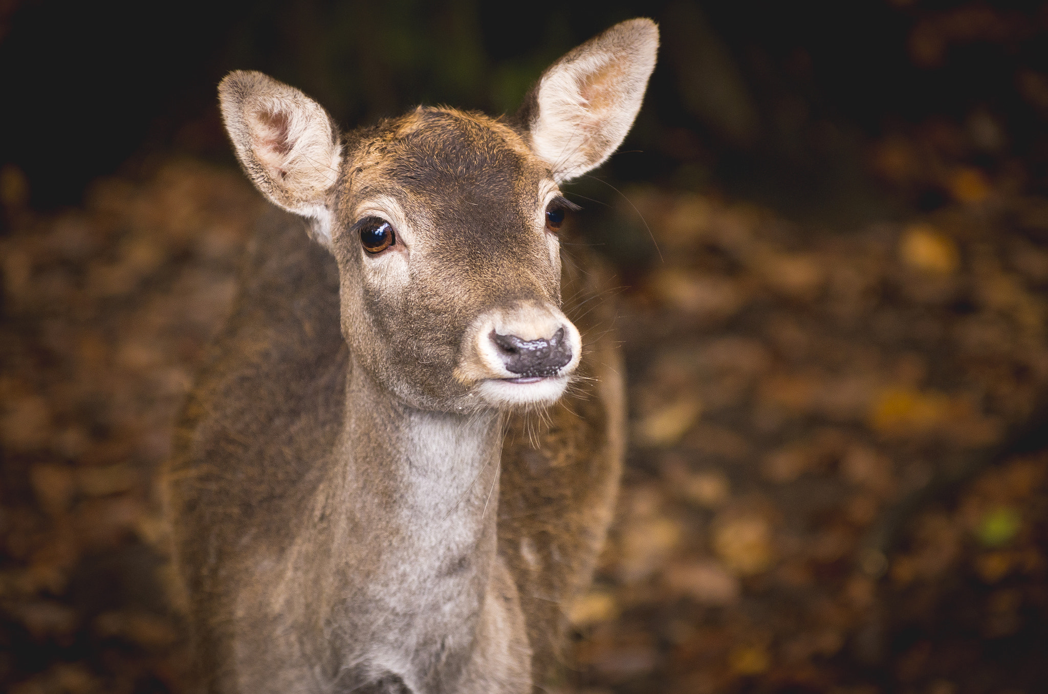Pentax smc DA* 50-135mm F2.8 ED (IF) SDM sample photo. Deer of autumn photography