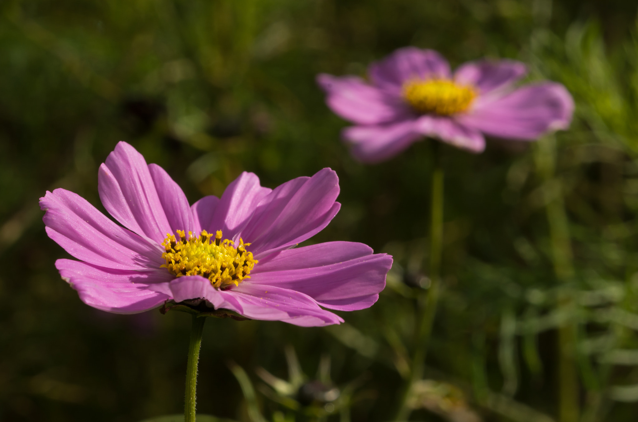 AF Micro-Nikkor 60mm f/2.8 sample photo. Alternative autumn shades. photography