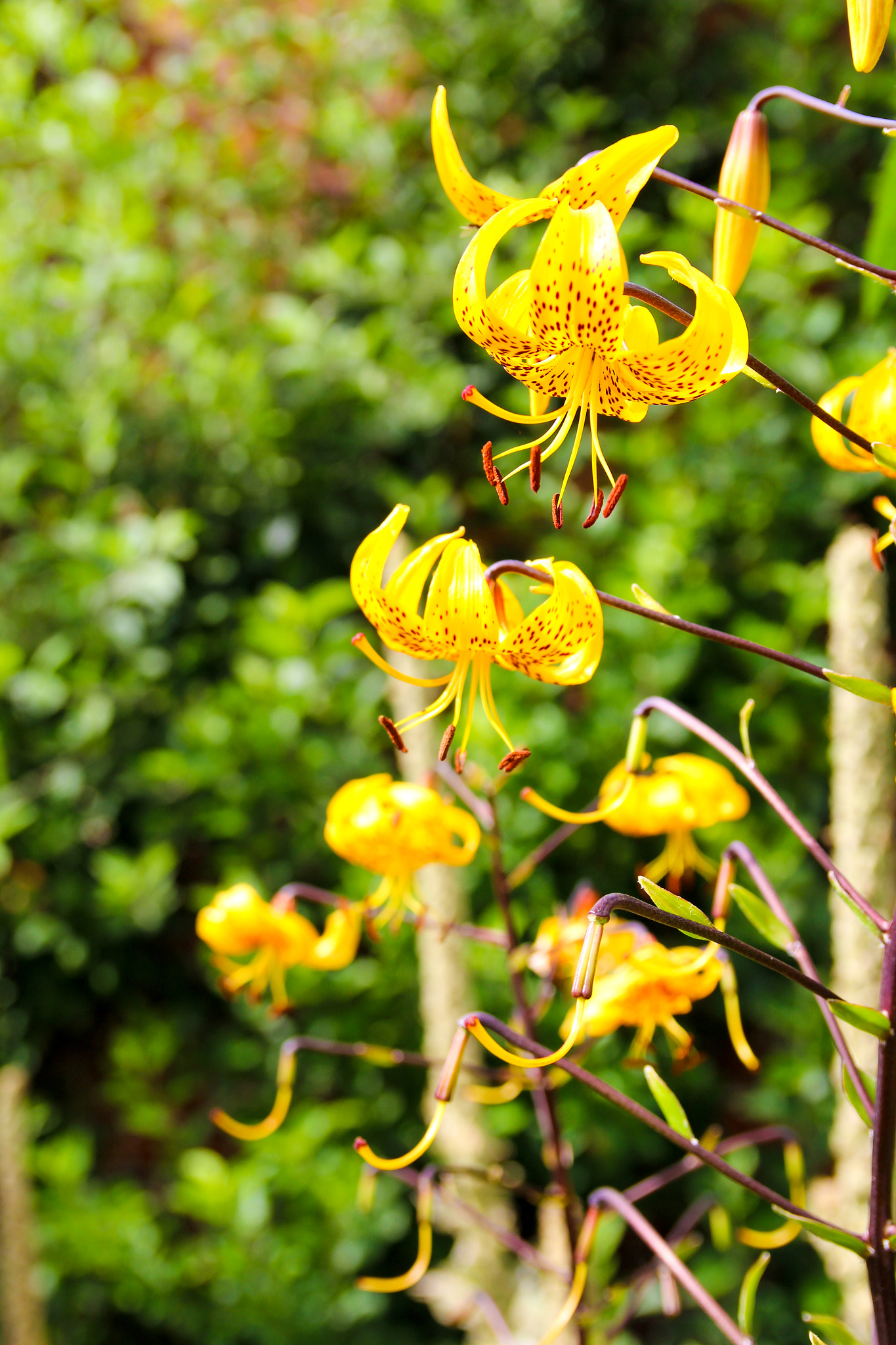 Canon EOS 1200D (EOS Rebel T5 / EOS Kiss X70 / EOS Hi) + Sigma 18-50mm f/2.8 Macro sample photo. Yellow flowers all in a row photography