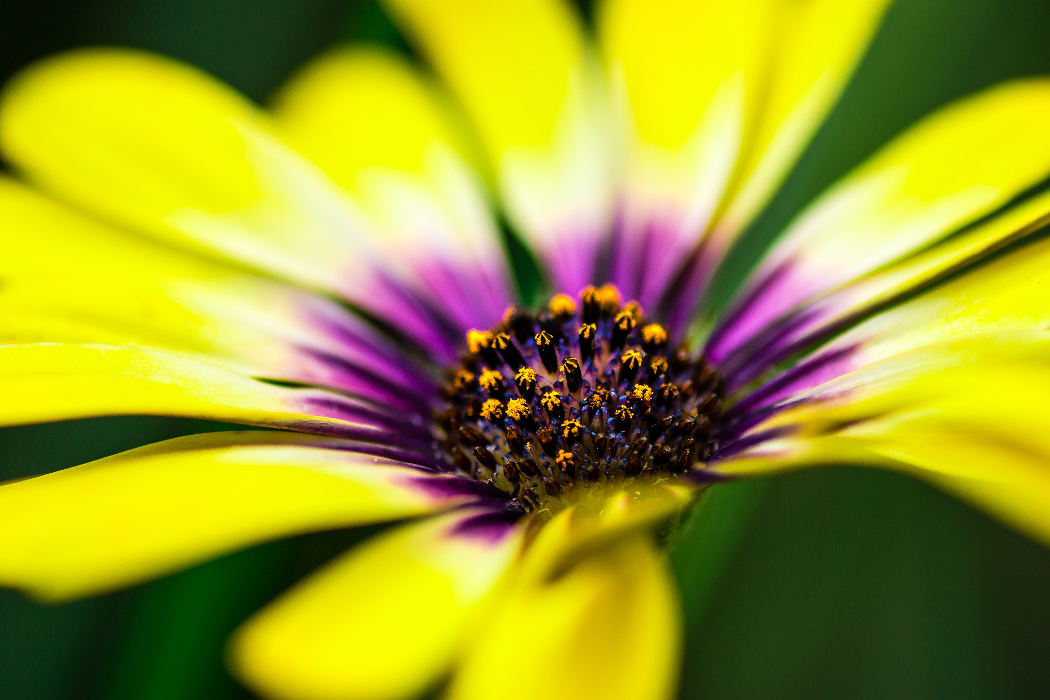 Canon EOS 70D + Tamron SP AF 90mm F2.8 Di Macro sample photo. Yellow and purple flower on a green background photography