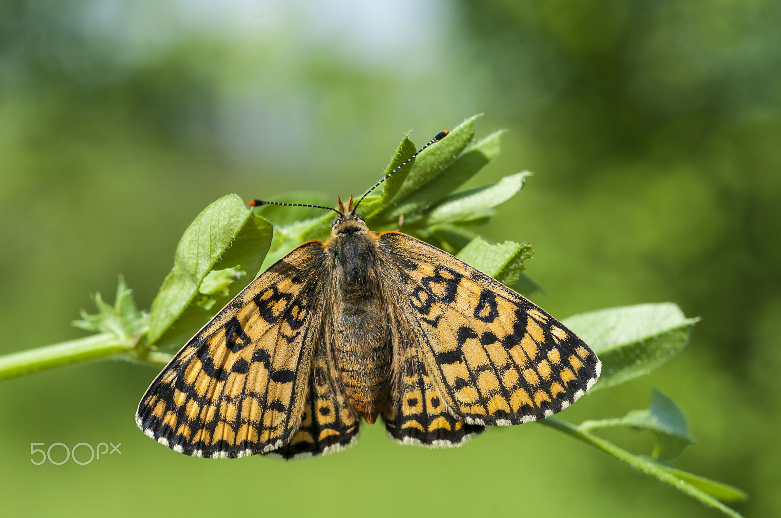 Nikon D700 + AF Micro-Nikkor 55mm f/2.8 sample photo. Büyük morbakırgüzeli (lycaena alciphron)... photography