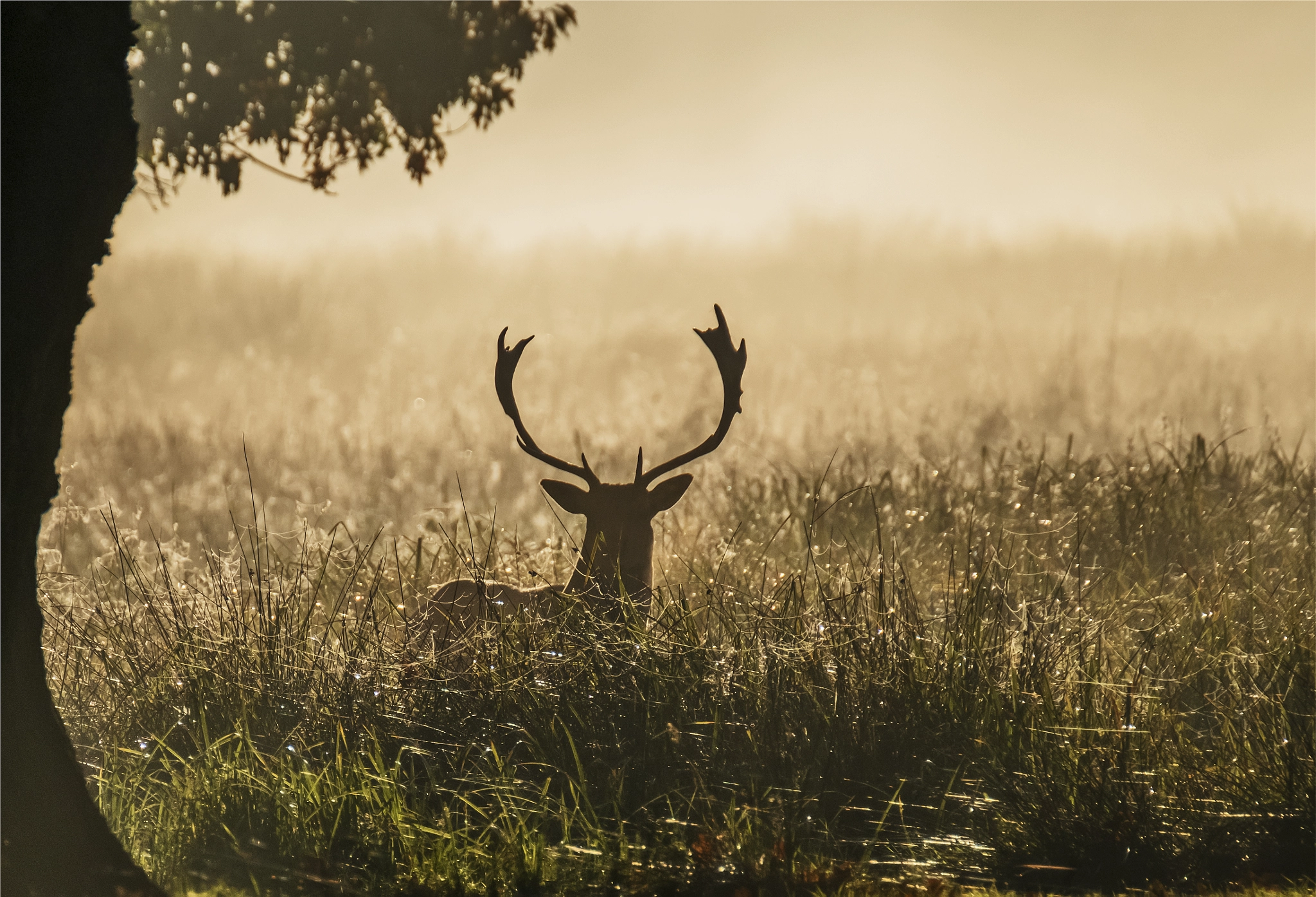 Fujifilm X-T2 + XF100-400mmF4.5-5.6 R LM OIS WR + 1.4x sample photo. Deer in the mist photography