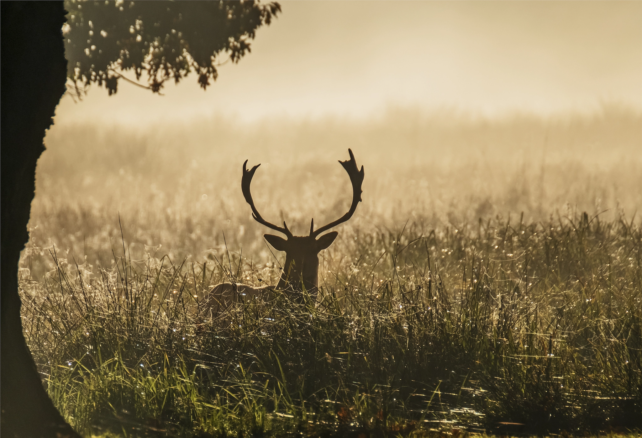 XF100-400mmF4.5-5.6 R LM OIS WR + 1.4x sample photo. Deer in the mist photography