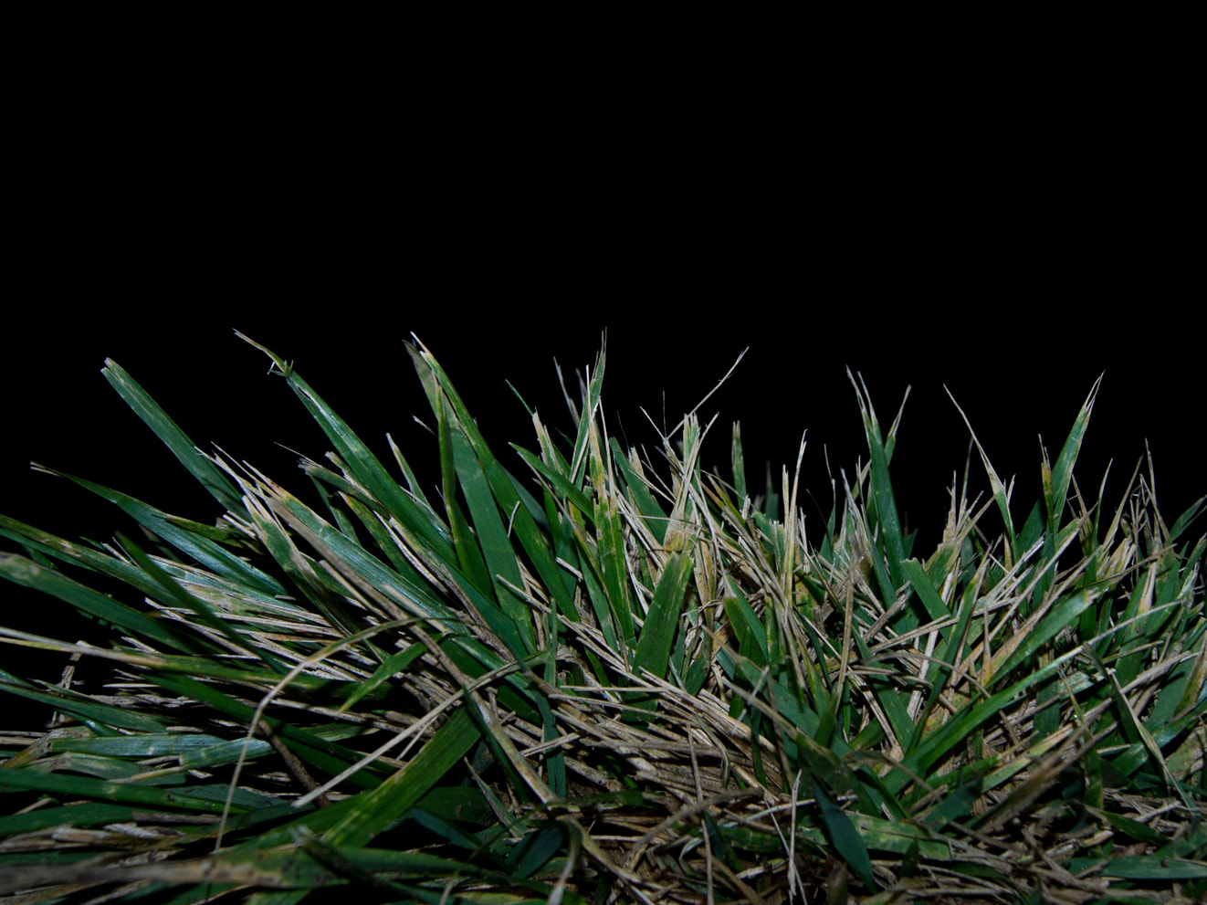 Sony Alpha DSLR-A500 + Sony DT 18-55mm F3.5-5.6 SAM sample photo. Grass 1 photography