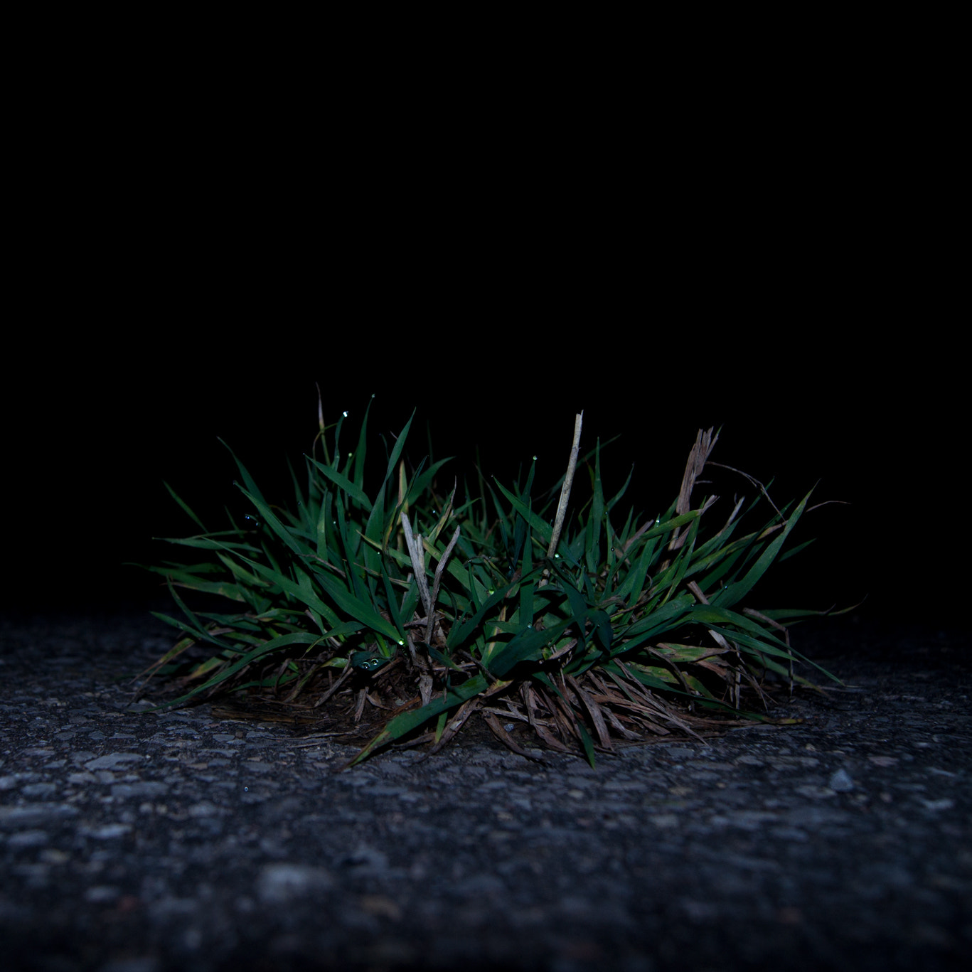 Sony Alpha DSLR-A500 sample photo. Grass 3 photography