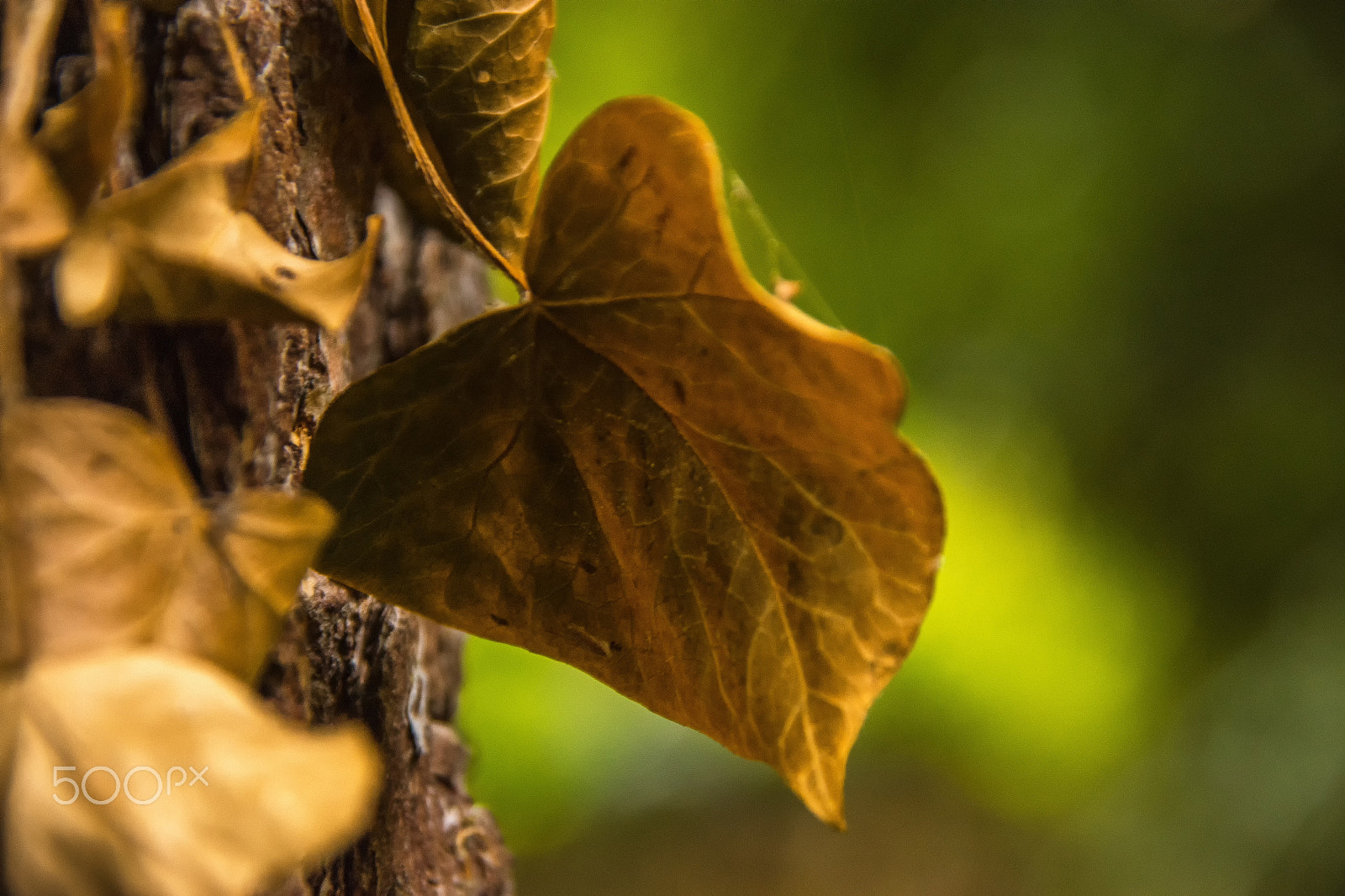 Nikon D7200 + Sigma 18-200mm F3.5-6.3 DC sample photo. Edit edit photography