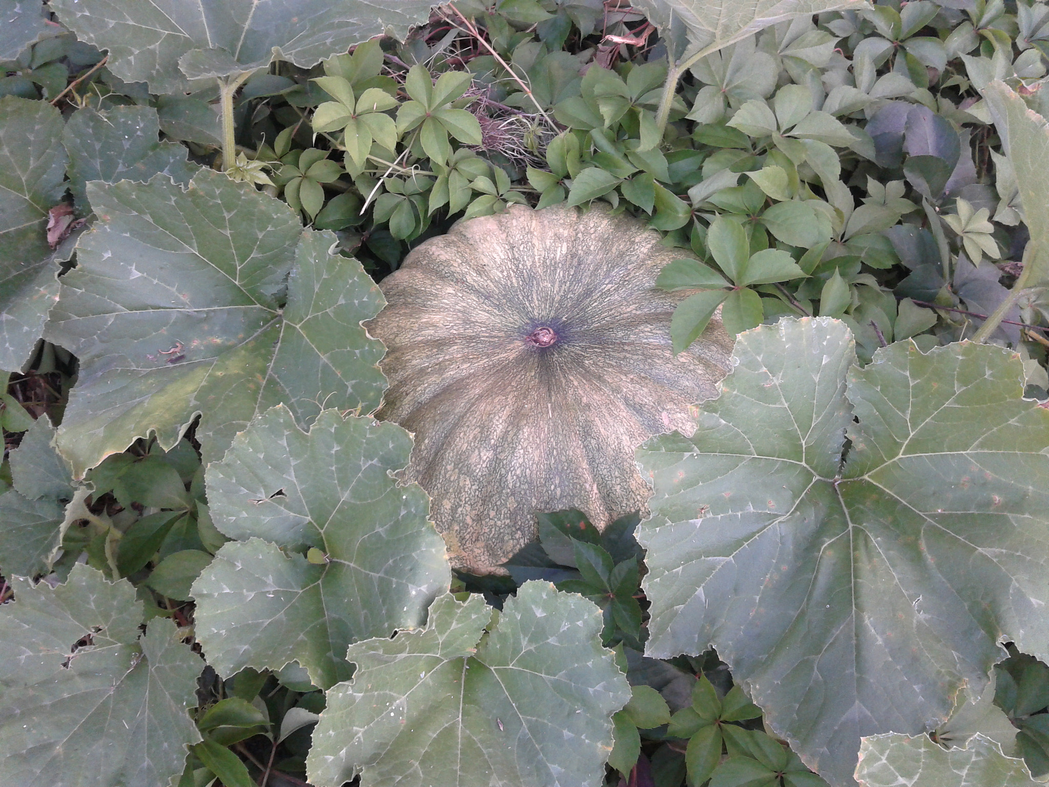 Samsung Galaxy Fit sample photo. The big pumpkin photography