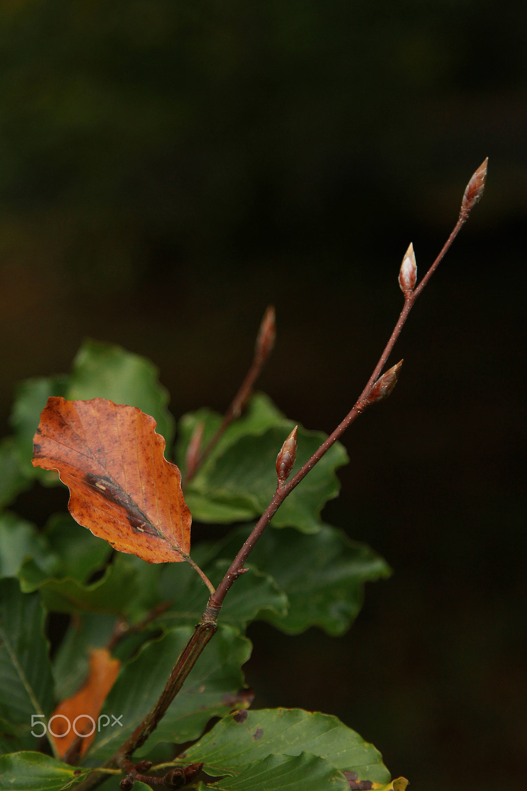 Canon EOS 1200D (EOS Rebel T5 / EOS Kiss X70 / EOS Hi) + Canon EF 24-105mm F4L IS USM sample photo. Brown leaf photography