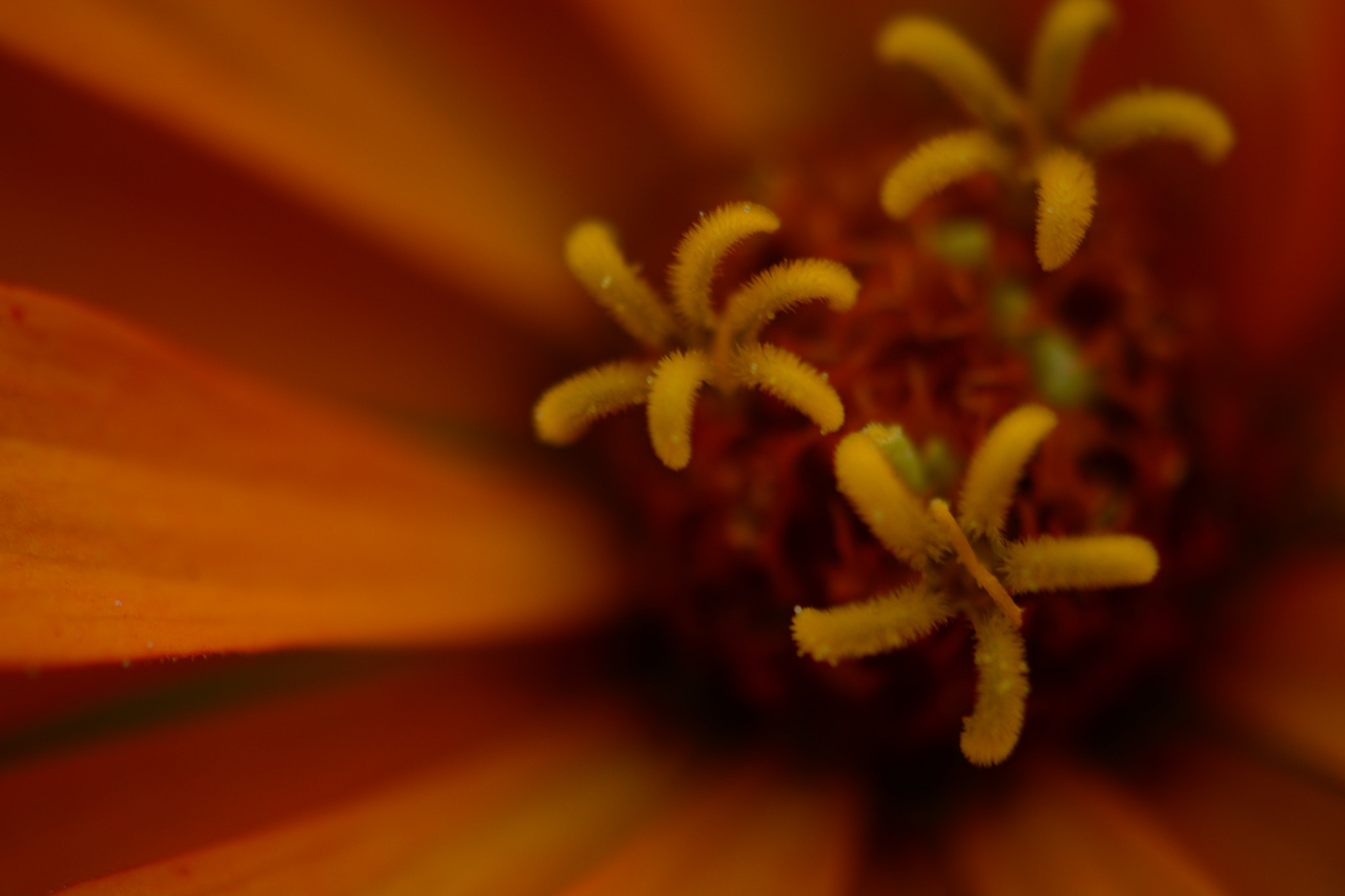 Nikon AF-S DX Micro-Nikkor 85mm F3.5G ED VR sample photo. Flores photography