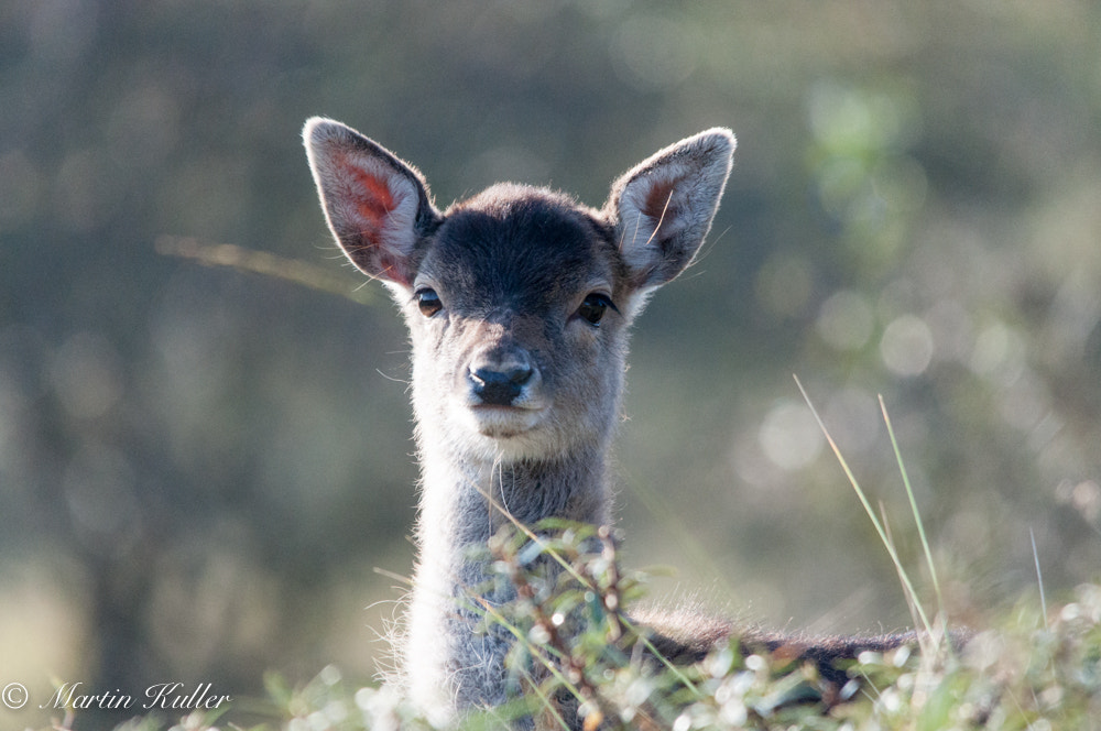 Sigma 150-500mm F5-6.3 DG OS HSM sample photo. Bambi 2 photography