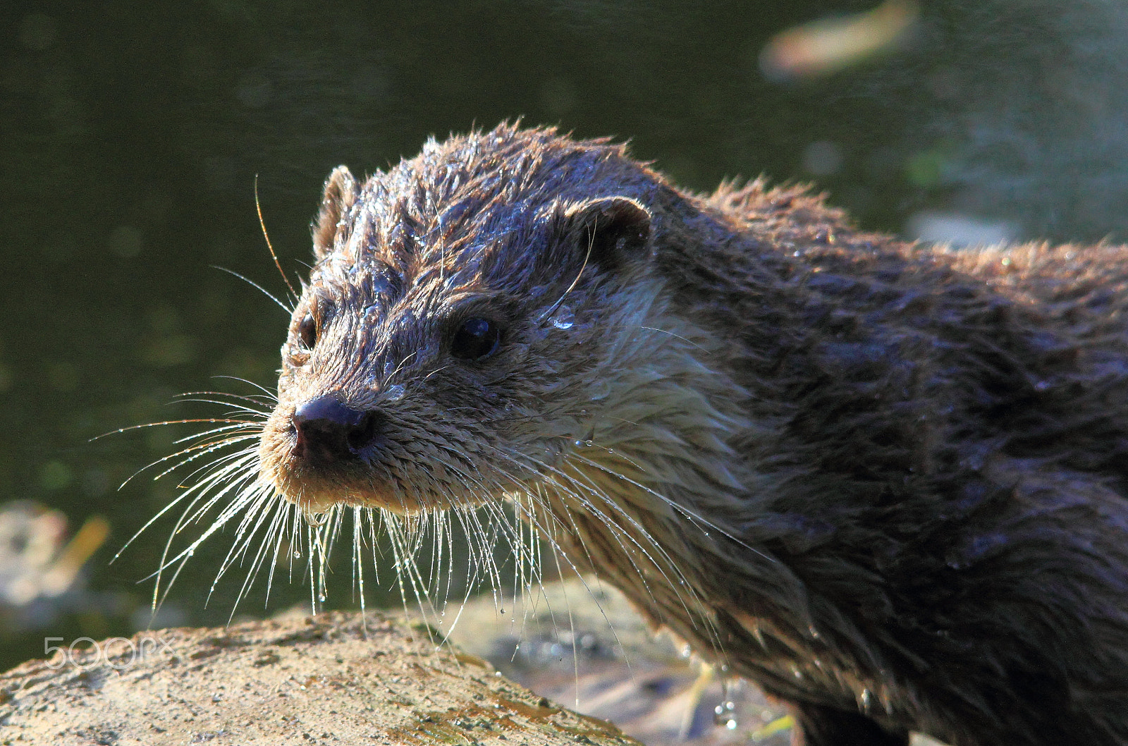Sigma 150-500mm F5-6.3 DG OS HSM sample photo. Otter photography