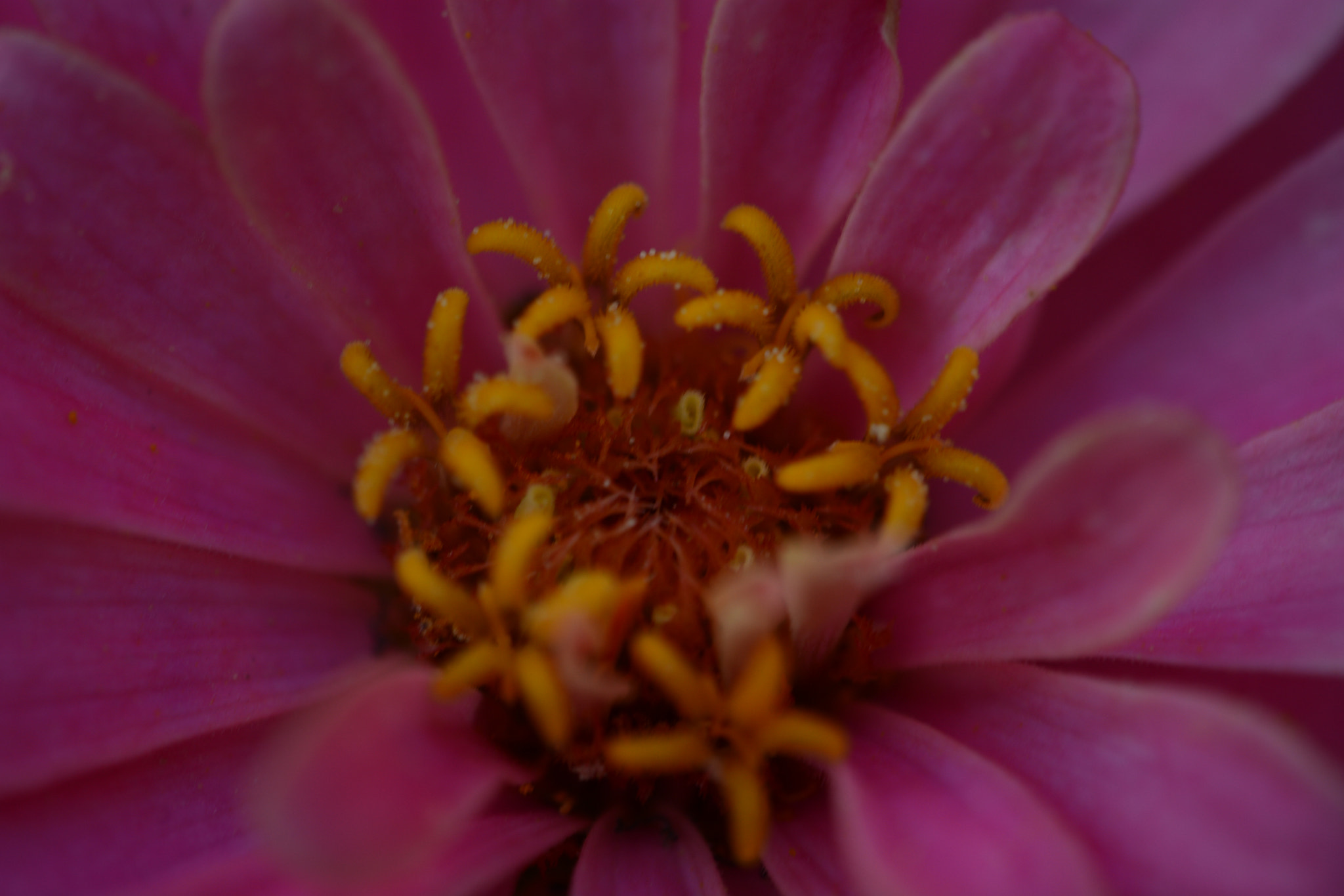 Nikon AF-S DX Micro-Nikkor 85mm F3.5G ED VR sample photo. Dsc photography