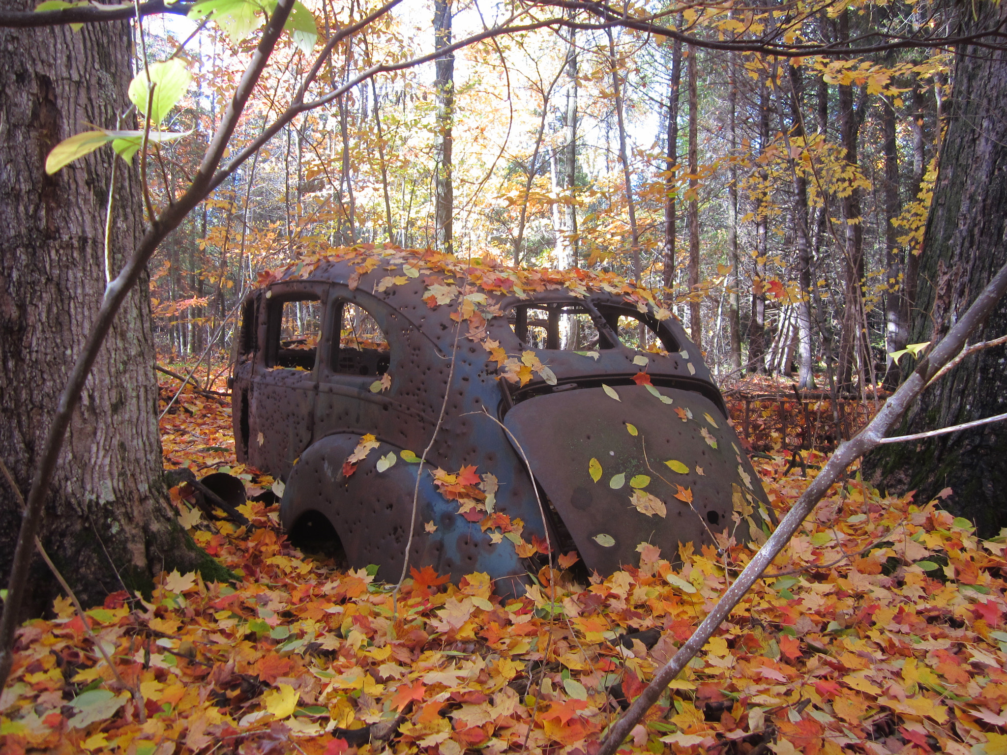 Canon PowerShot ELPH 100 HS (IXUS 115 HS / IXY 210F) sample photo. Autumn camouflage photography