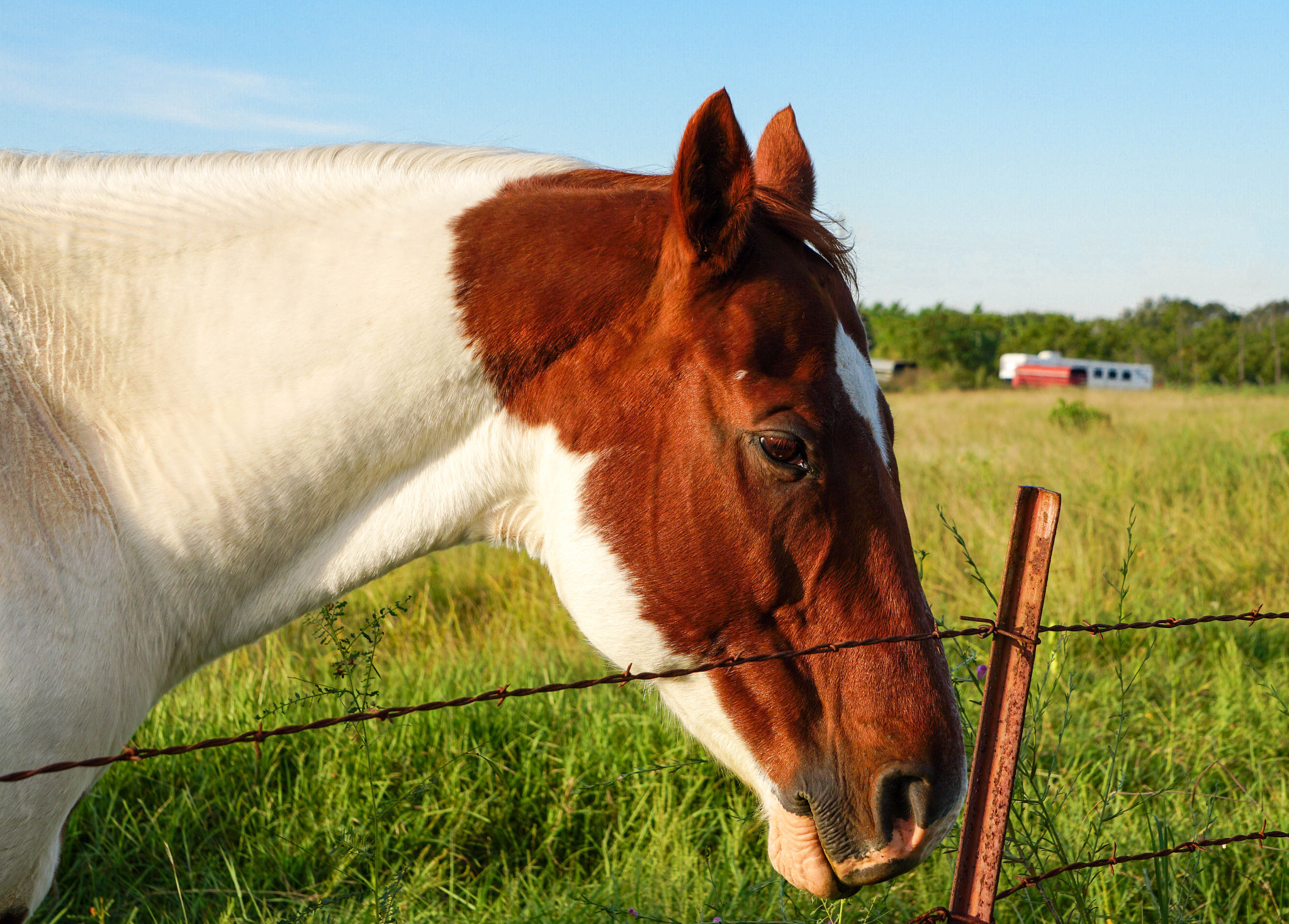 Sony E 55-210mm F4.5-6.3 OSS sample photo. Horse at fence photography