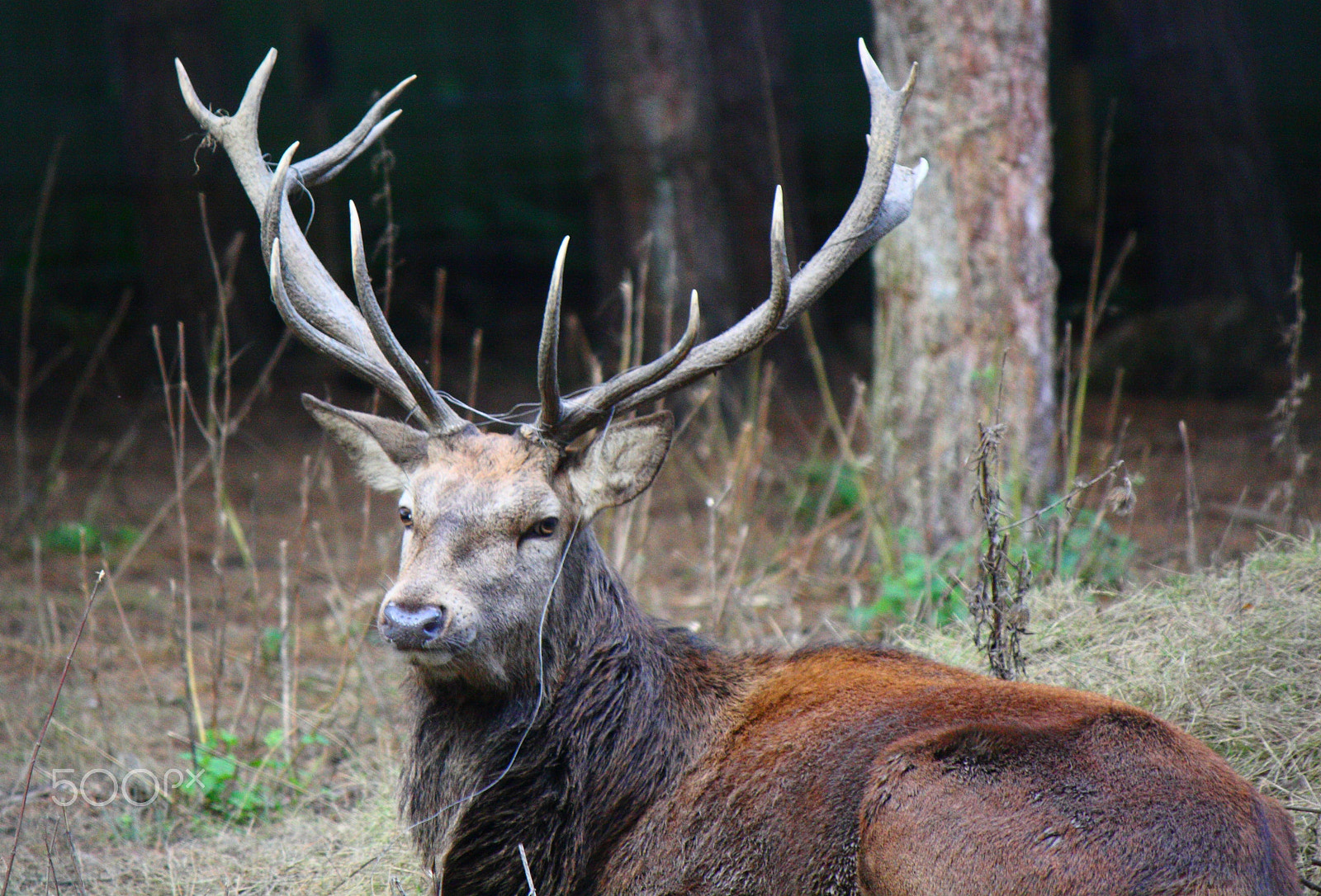 Canon EF-S 55-250mm F4-5.6 IS sample photo. Stag photography