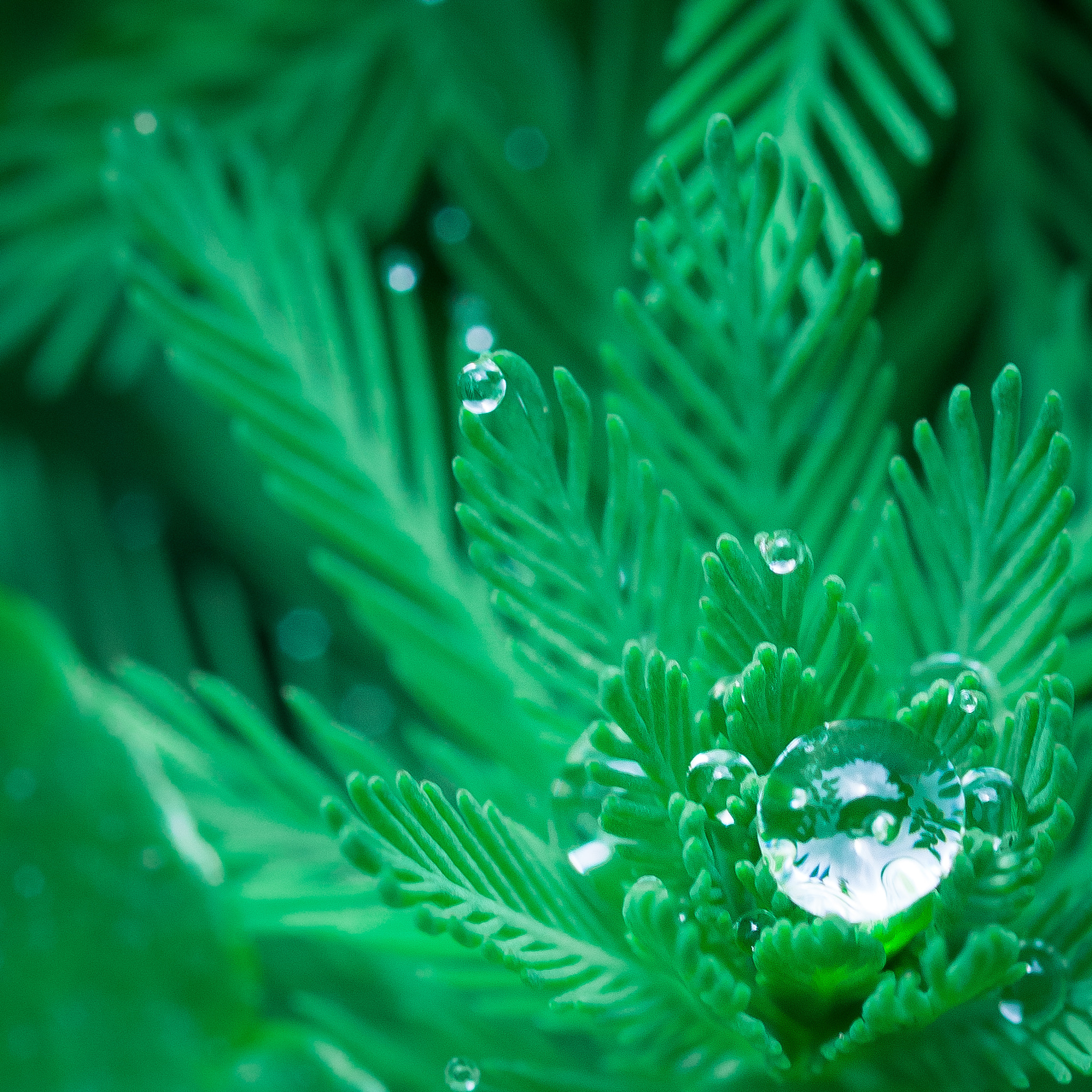 Olympus OM-D E-M5 + OLYMPUS 50mm Lens sample photo. Green world photography